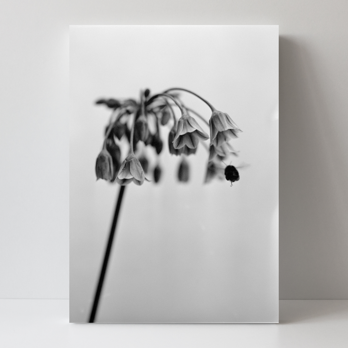 Nectaroscordum Siculum by Samuel Knight