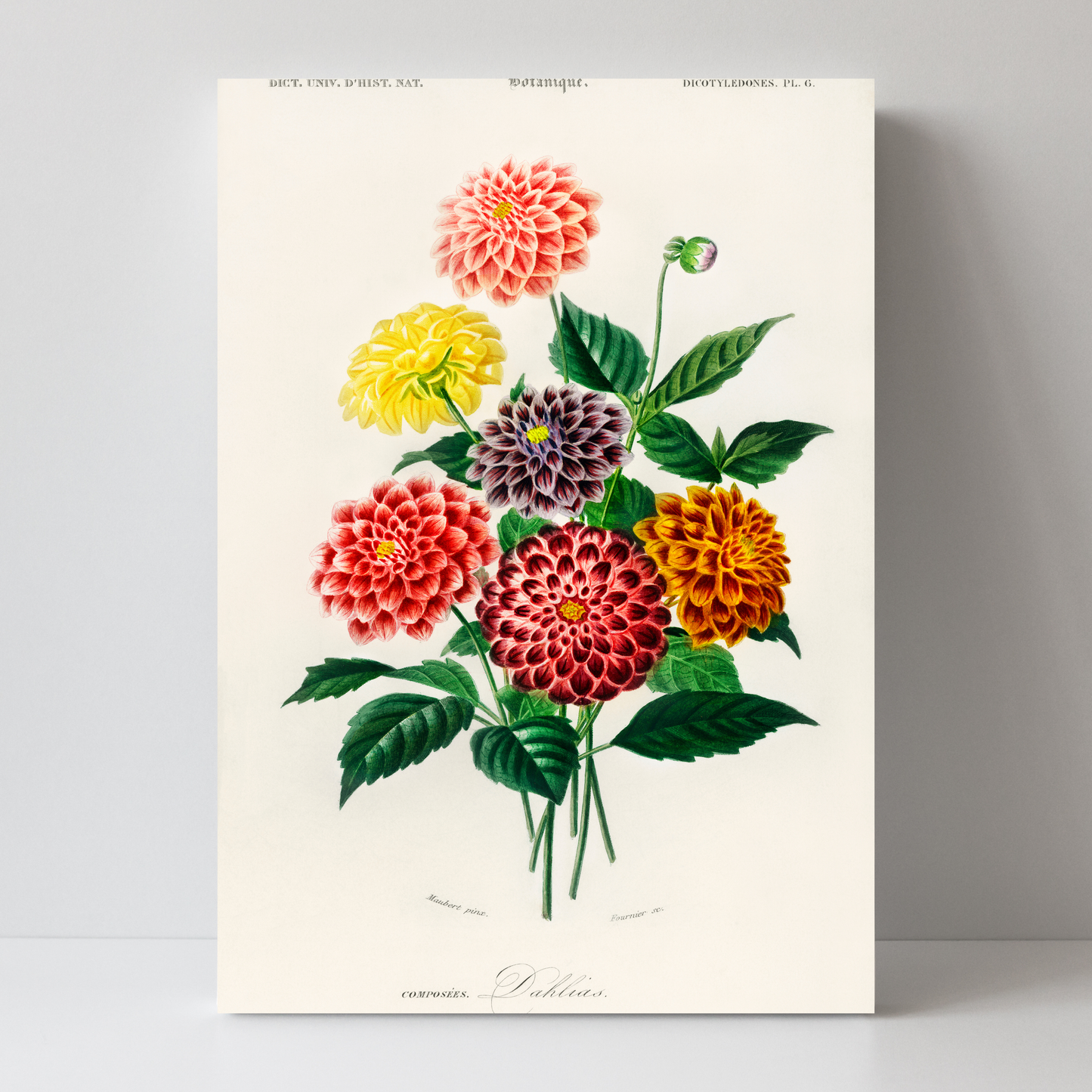 Dahlia by Jason Stanley