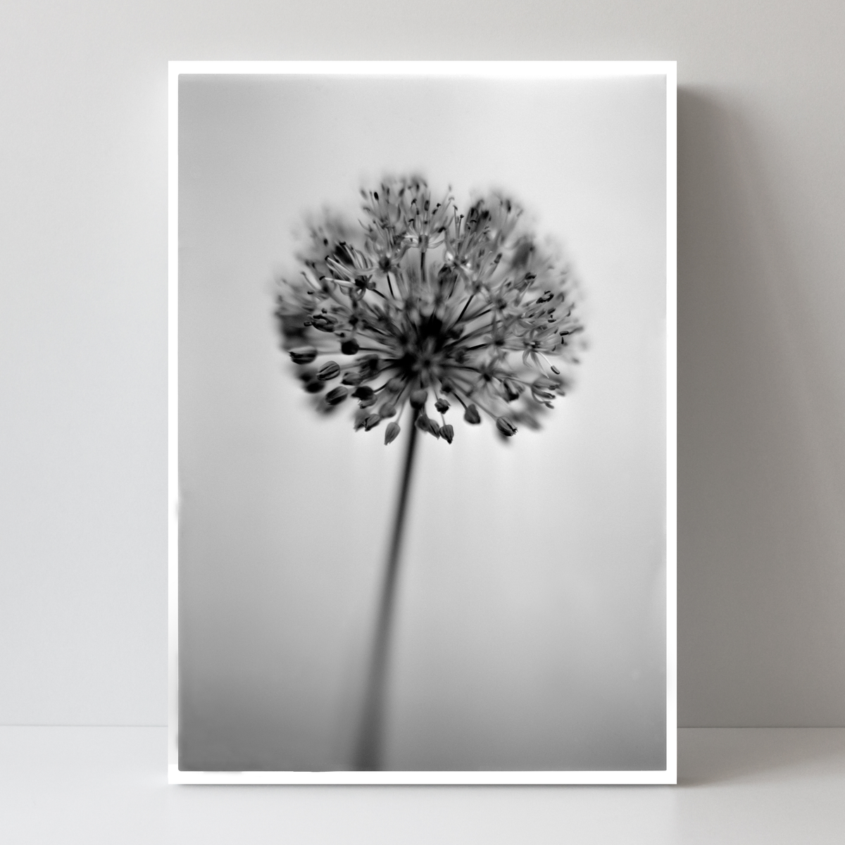 Allium No.01 by Samuel Knight