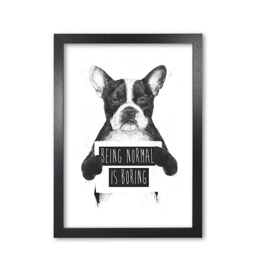 Being Normal Is Boring Animal Art Print by Balaz Solti Black Grain