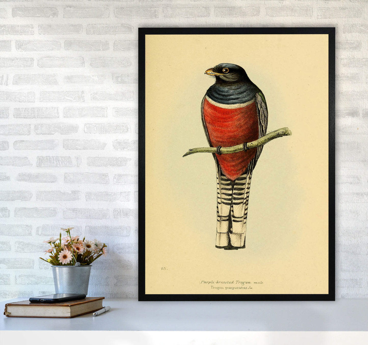 Vintage Purple Breasted Trogon Art Print by Jason Stanley A1 White Frame