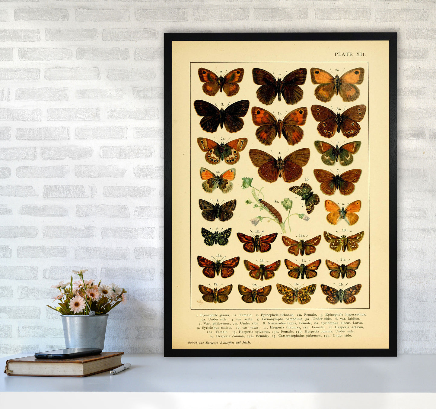 Vintage Butterfly Illustration #2 Art Print by Jason Stanley A1 White Frame