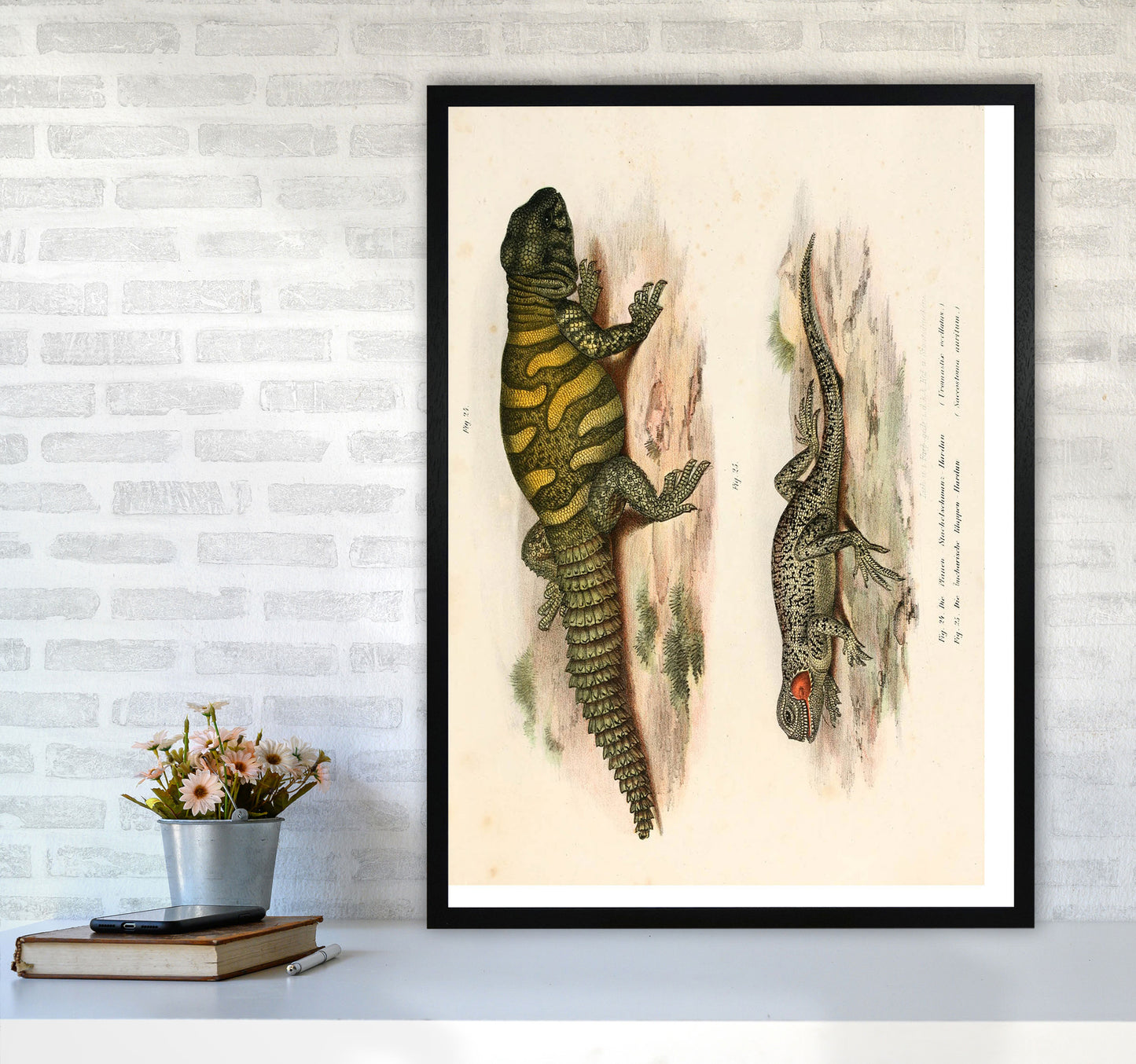 Vintage Lizard Illustration Art Print by Jason Stanley A1 White Frame