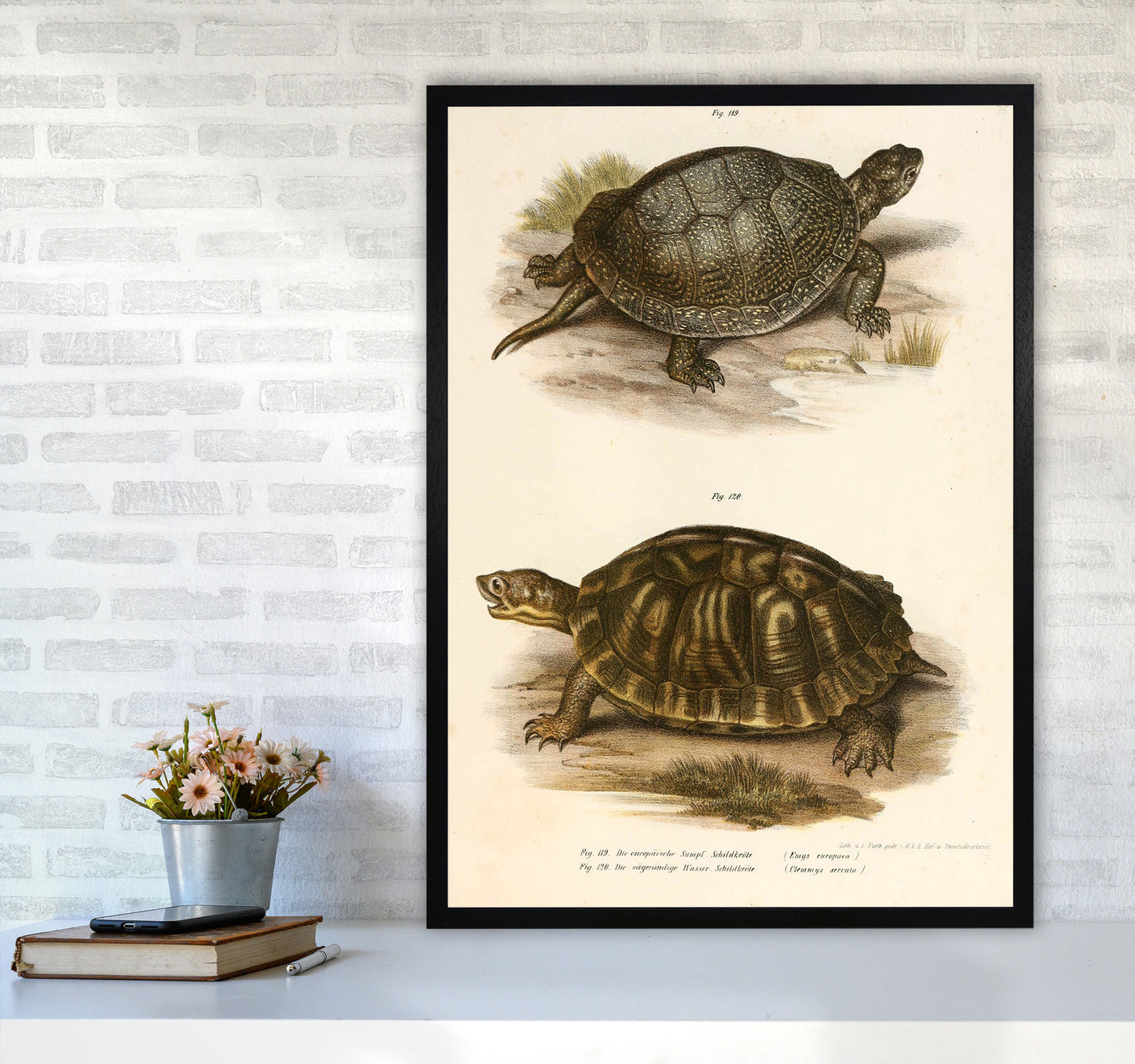 Vintage Turtle Illustration Art Print by Jason Stanley A1 White Frame