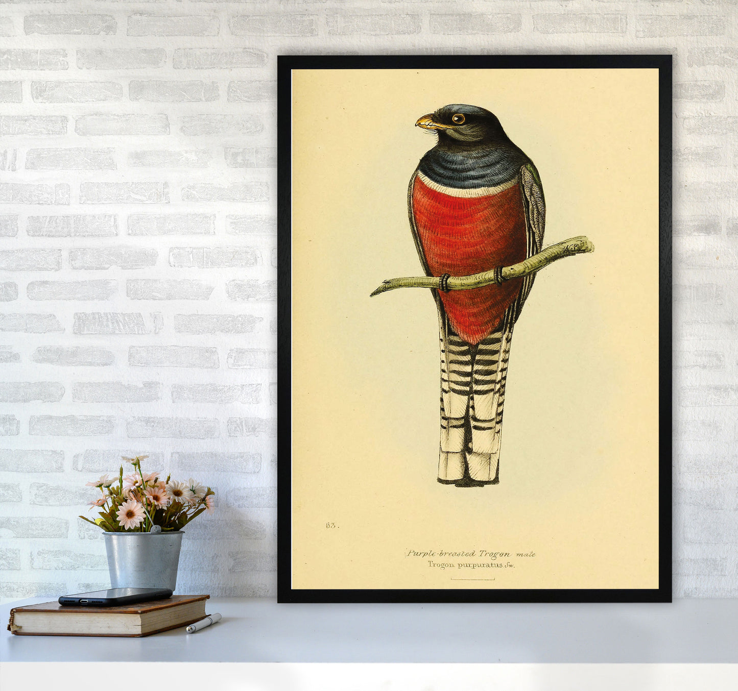 Purple Breasted Trogon Copy Art Print by Jason Stanley A1 White Frame