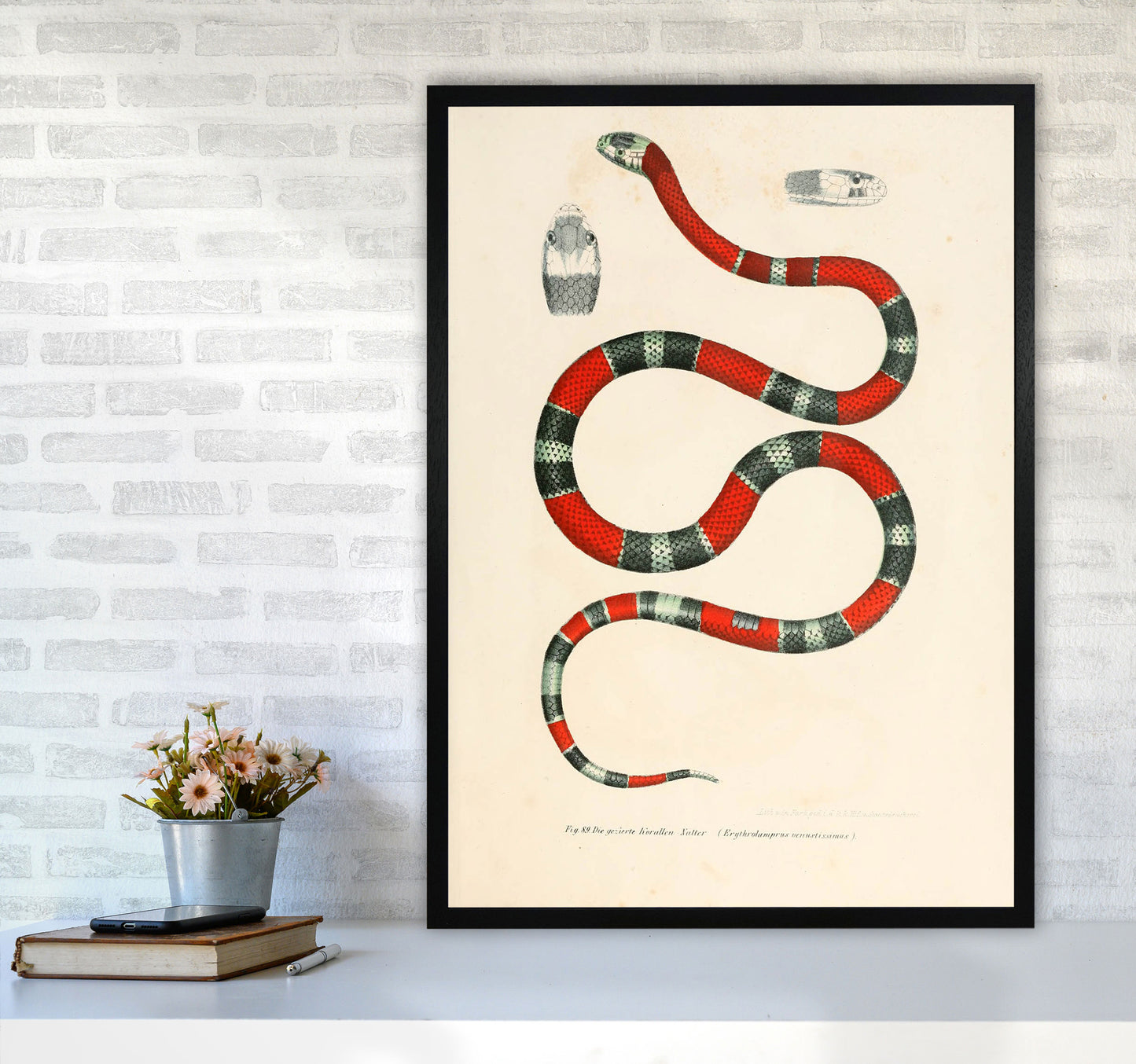 Vintage Snake Illustration 2 Art Print by Jason Stanley A1 White Frame