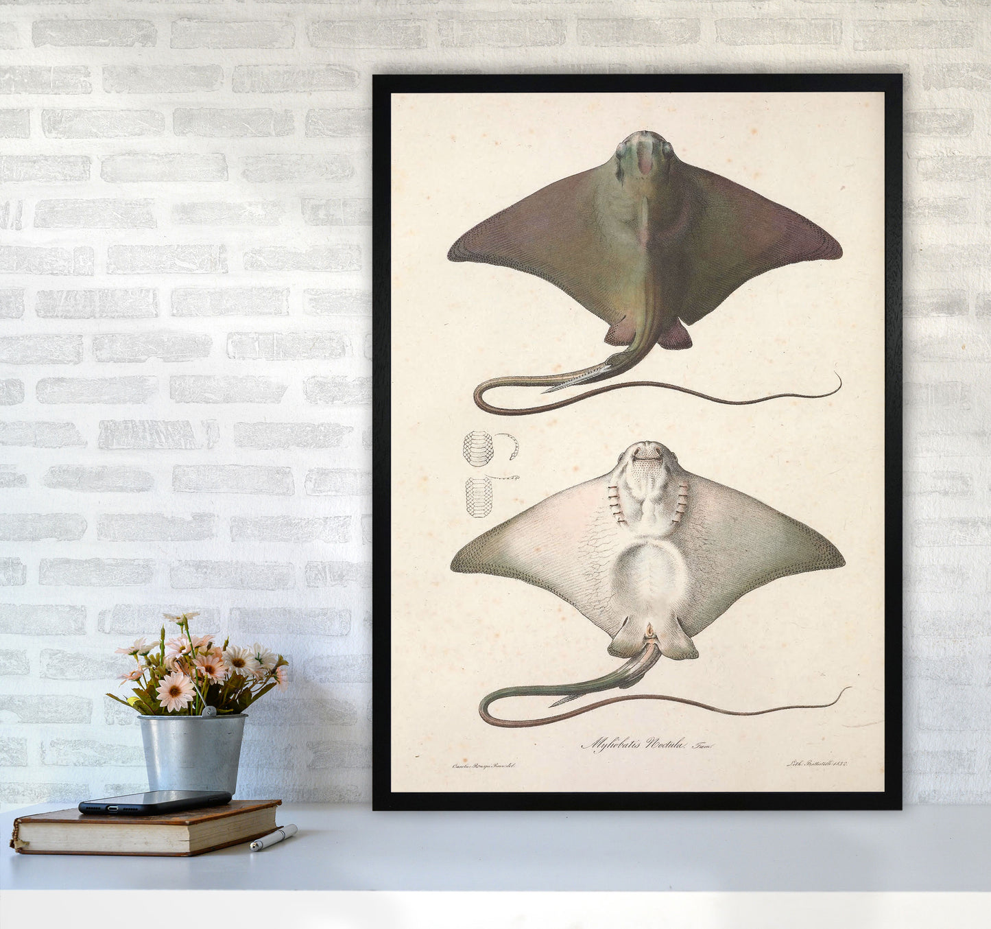 Vintage Stingray Art Print by Jason Stanley A1 White Frame