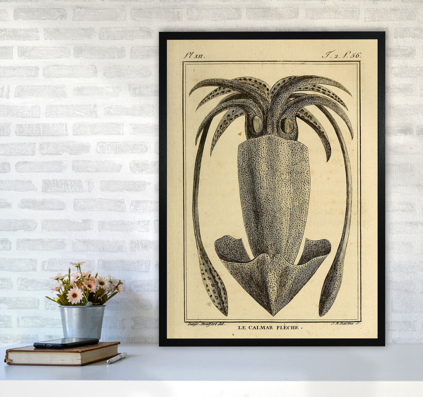 Vintage Squid 2 Art Print by Jason Stanley A1 White Frame