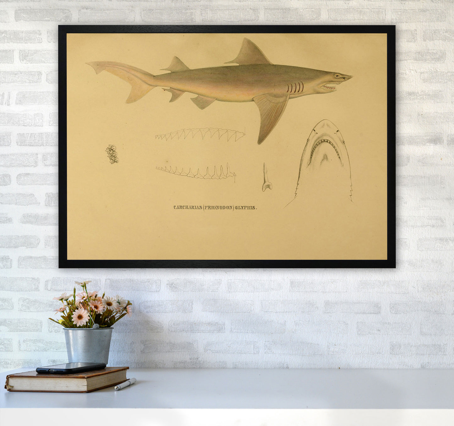 Shark Series 3 Art Print by Jason Stanley A1 White Frame