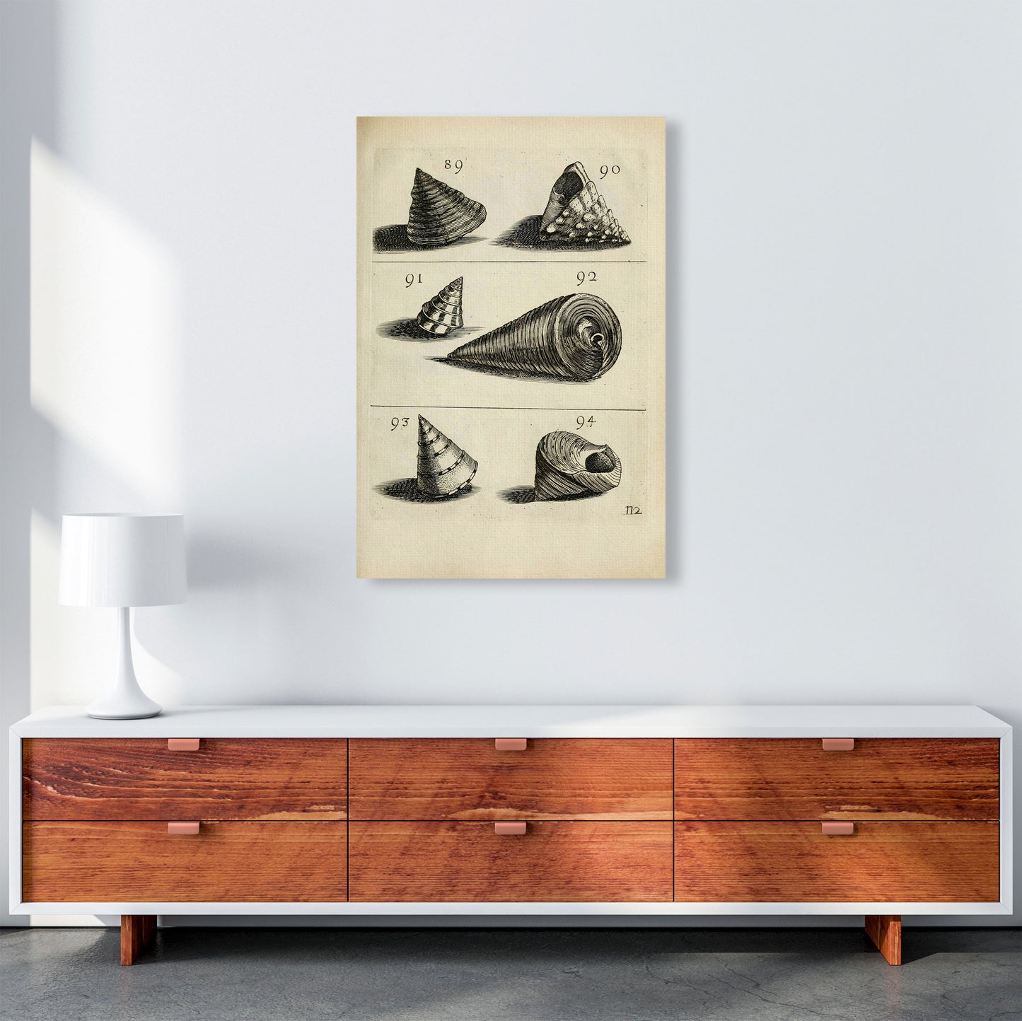 Set Of Vintage Shells Art Print by Jason Stanley A1 Canvas