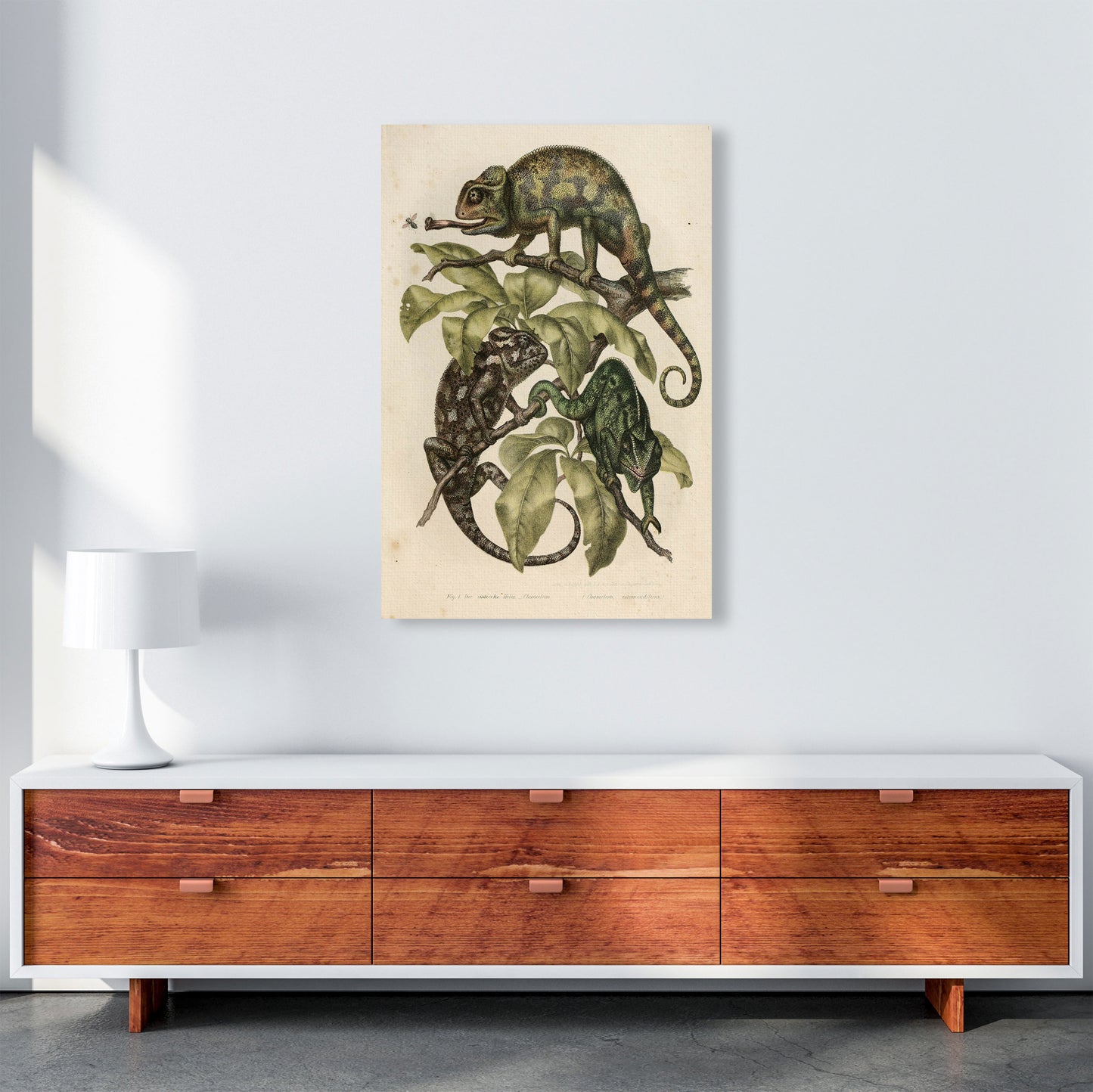 Vintage Chameleon Illustration Art Print by Jason Stanley A1 Canvas