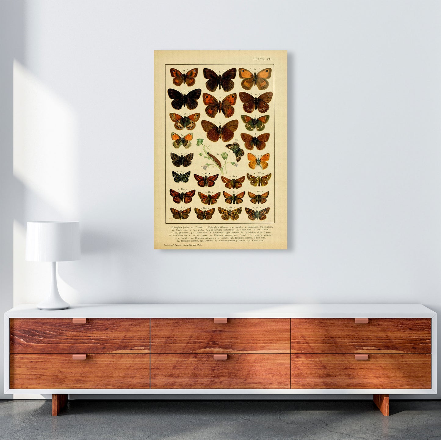 Vintage Butterfly Illustration #2 Art Print by Jason Stanley A1 Canvas