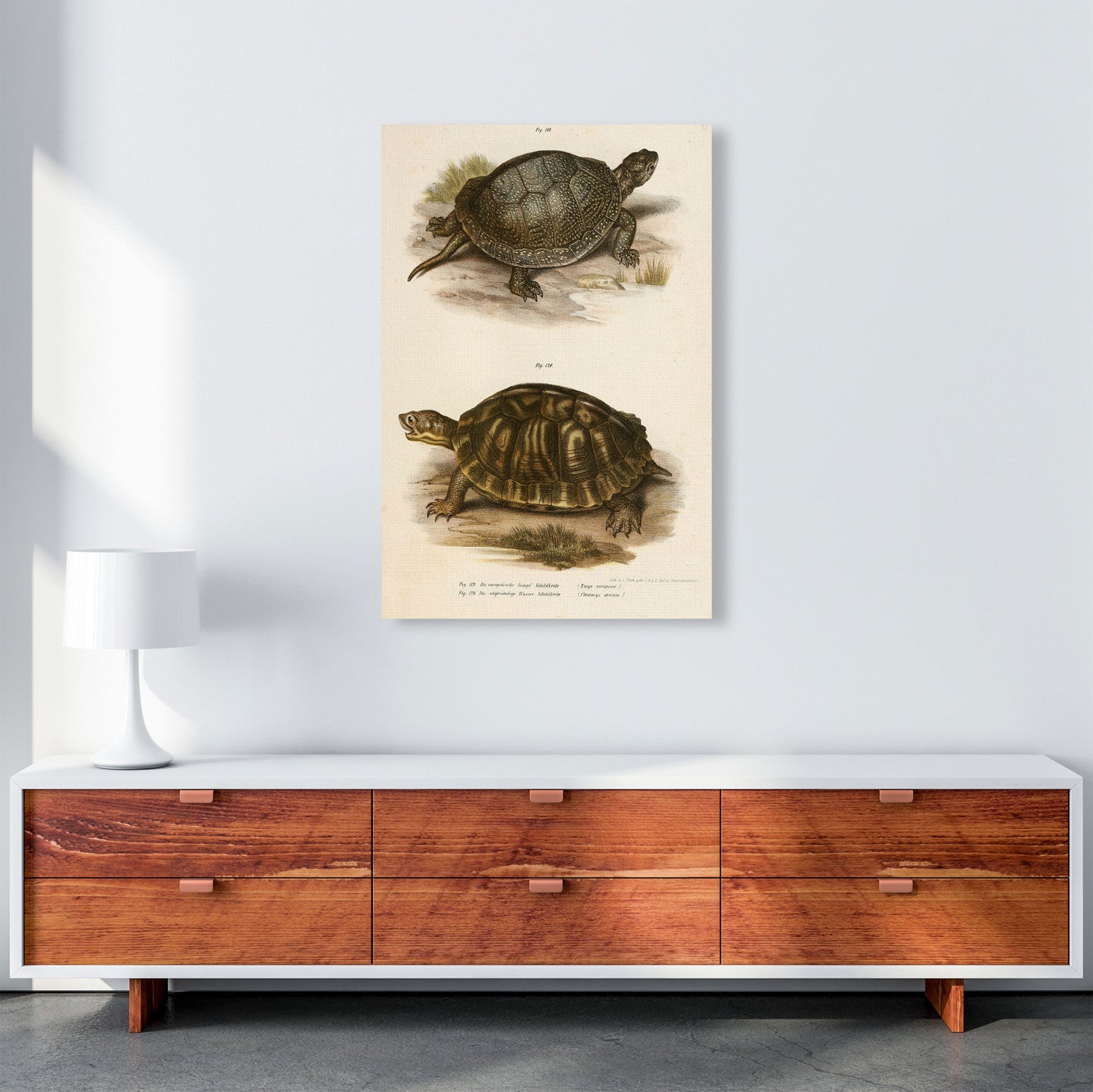 Vintage Turtle Illustration Art Print by Jason Stanley A1 Canvas