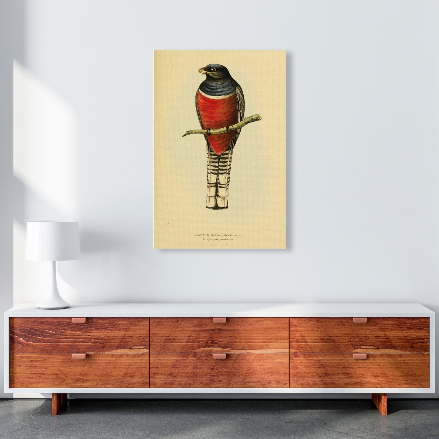 Purple Breasted Trogon Copy Art Print by Jason Stanley A1 Canvas