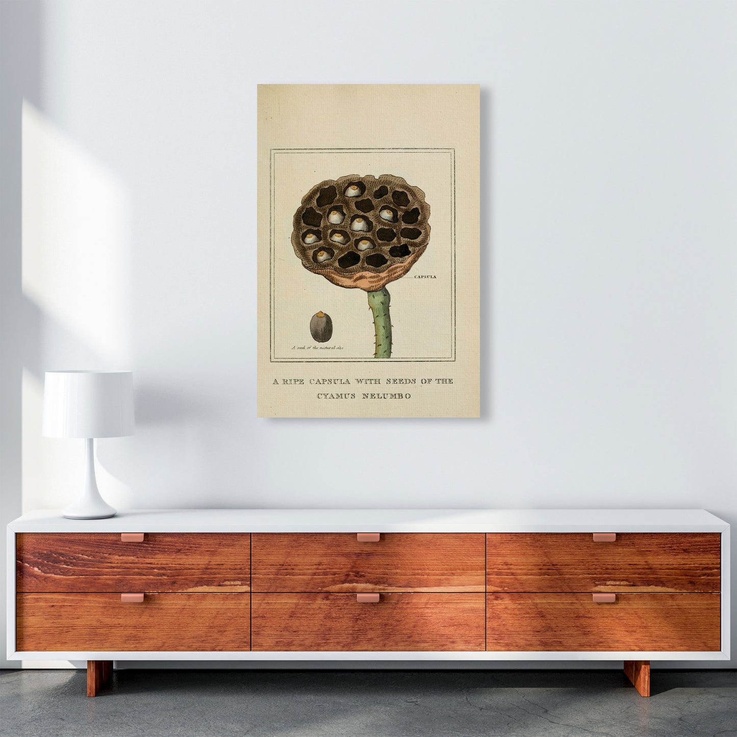 Vintage Flower Series 3 Art Print by Jason Stanley A1 Canvas