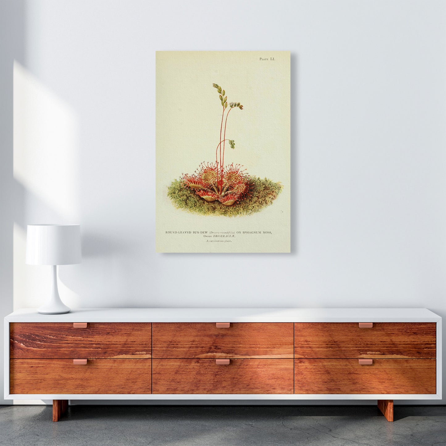 A Carnivorous Plant Art Print by Jason Stanley A1 Canvas