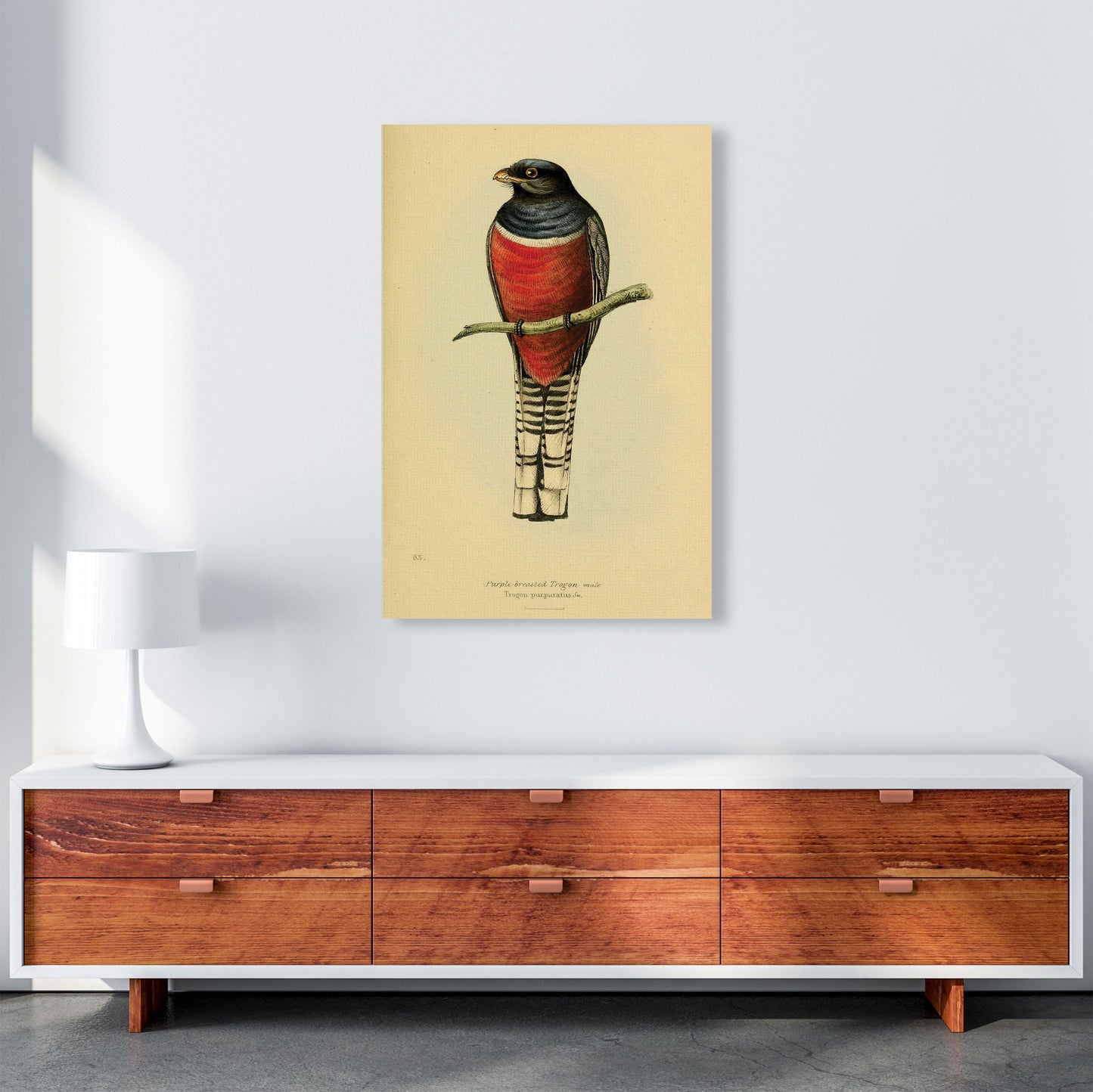 Purple Breasted Trogon Art Print by Jason Stanley A1 Canvas