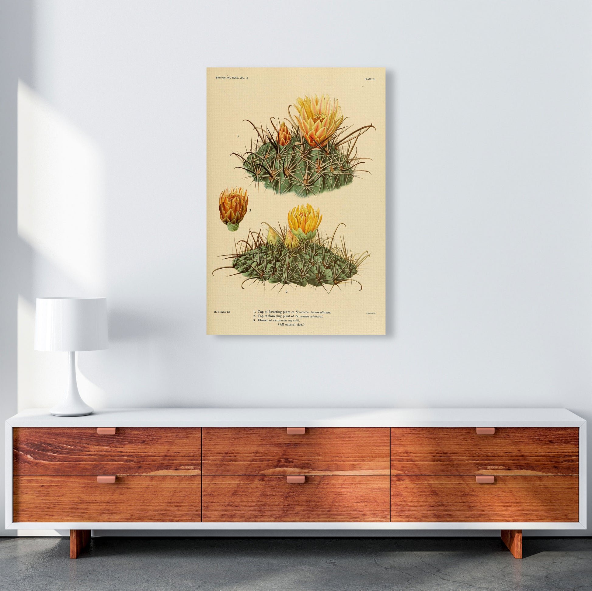 Cactus Series 9 Art Print by Jason Stanley A1 Canvas