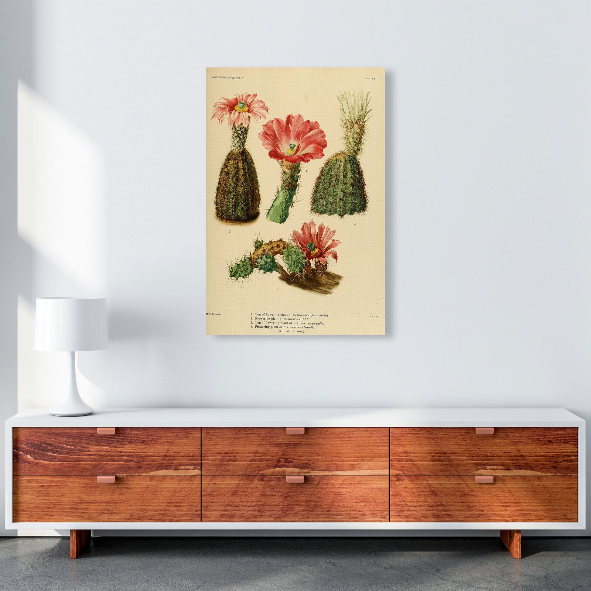 Cactus Series 2 Art Print by Jason Stanley A1 Canvas