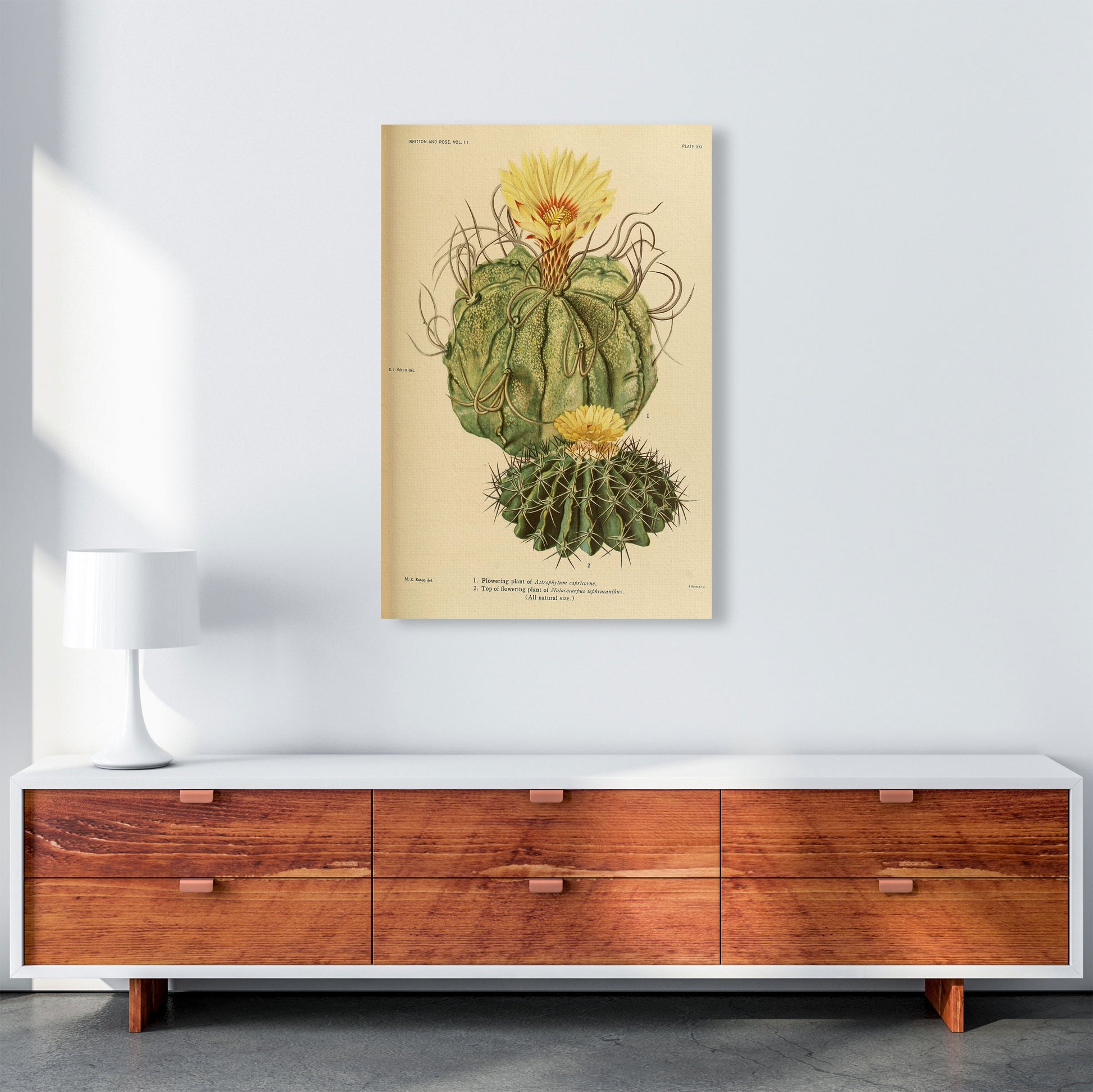 Cactus Series 15 Art Print by Jason Stanley A1 Canvas