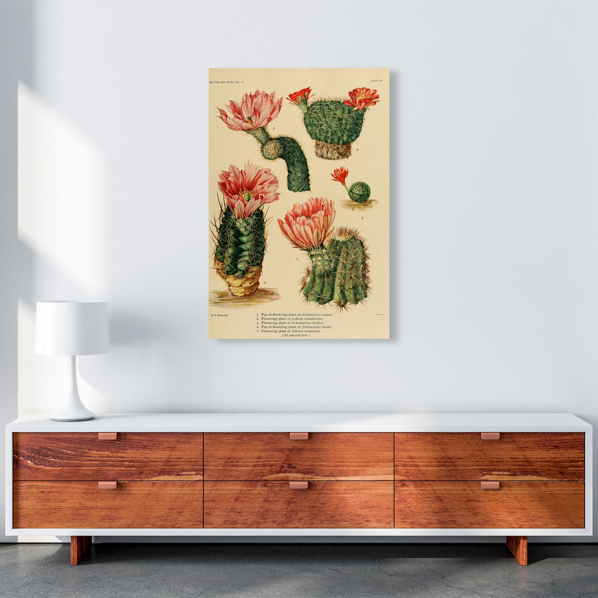 Cactus Series 3 Art Print by Jason Stanley A1 Canvas
