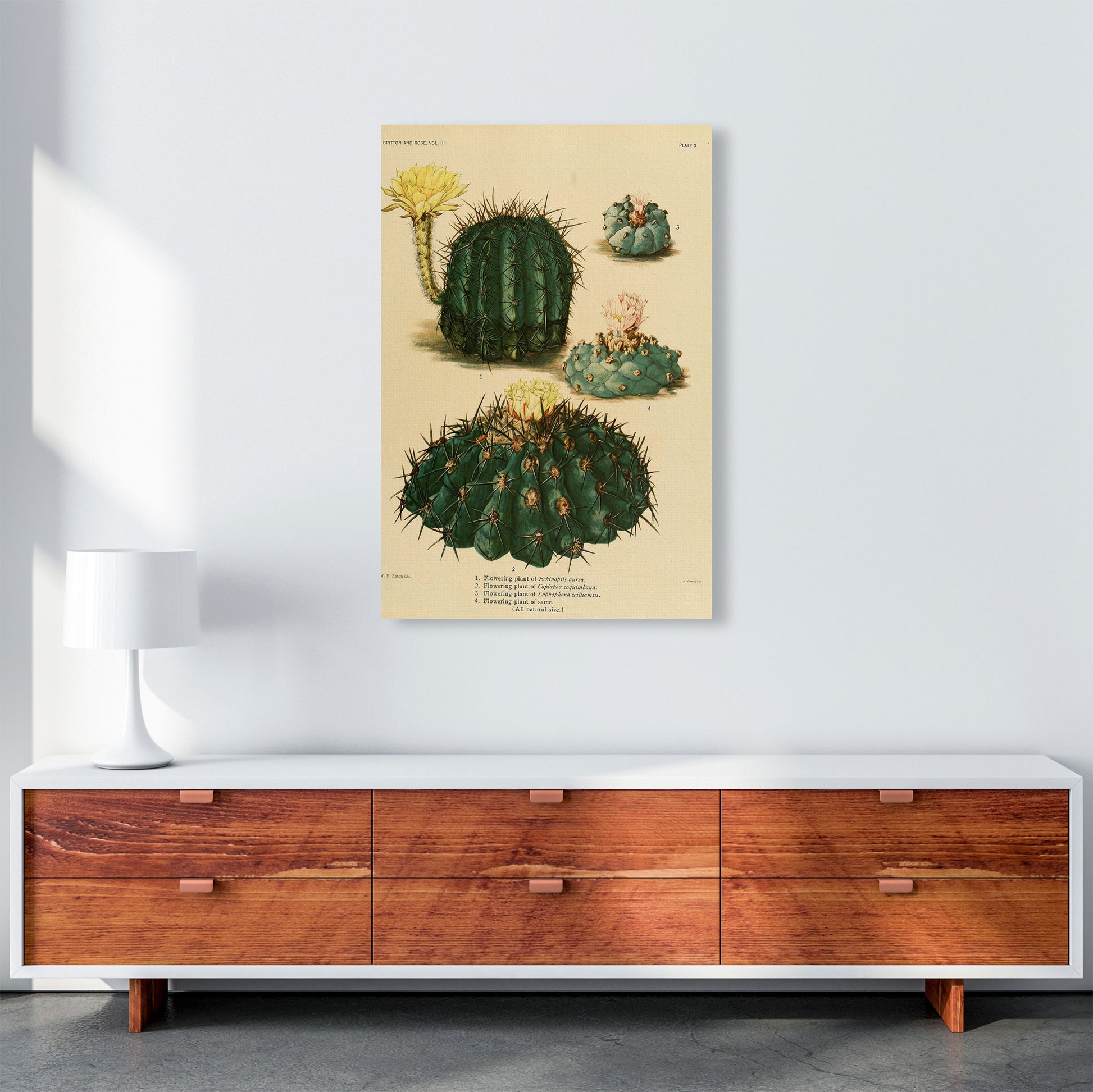 Cactus Series8 Art Print by Jason Stanley A1 Canvas