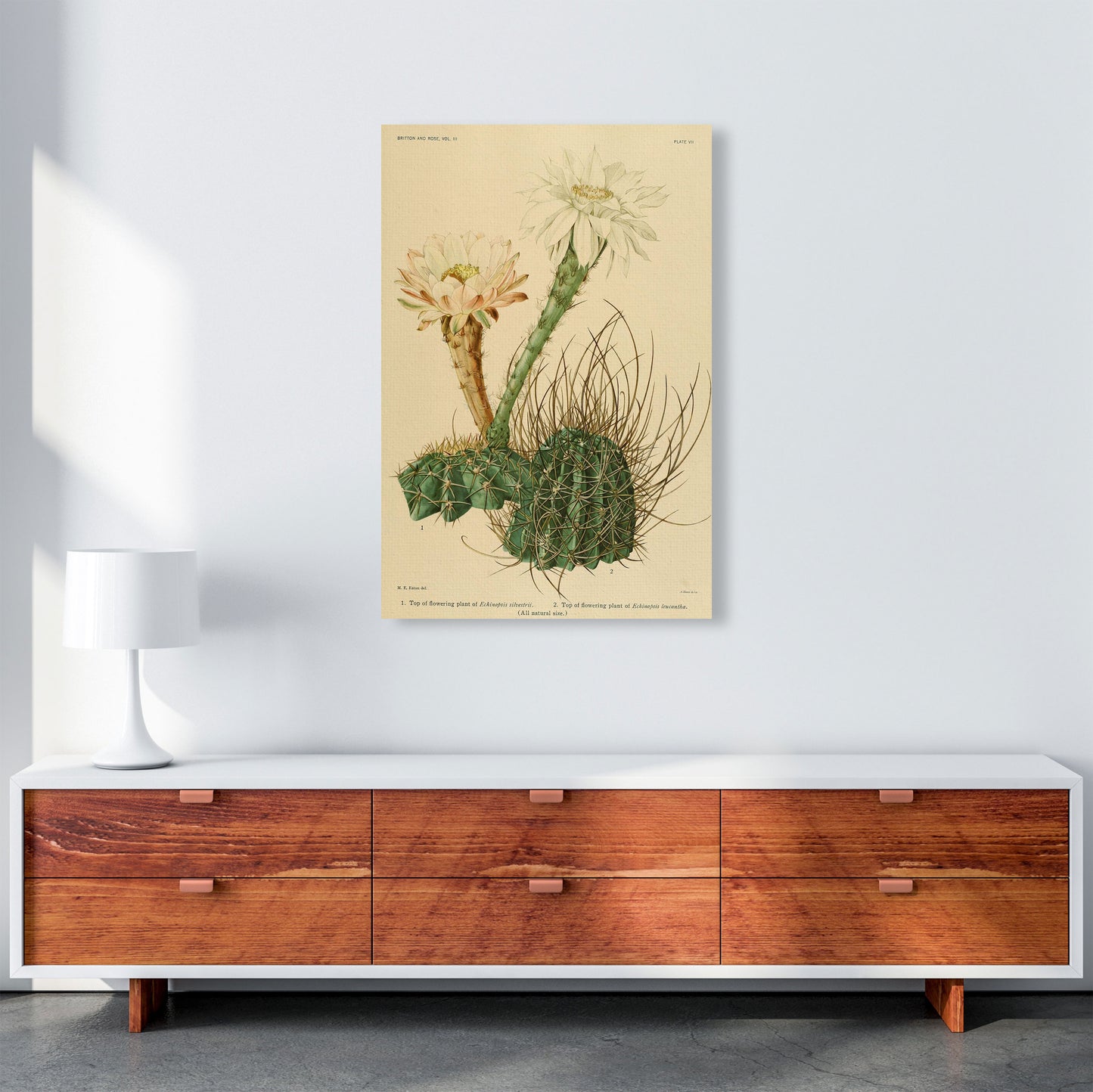 Cactus Series 6 Art Print by Jason Stanley A1 Canvas