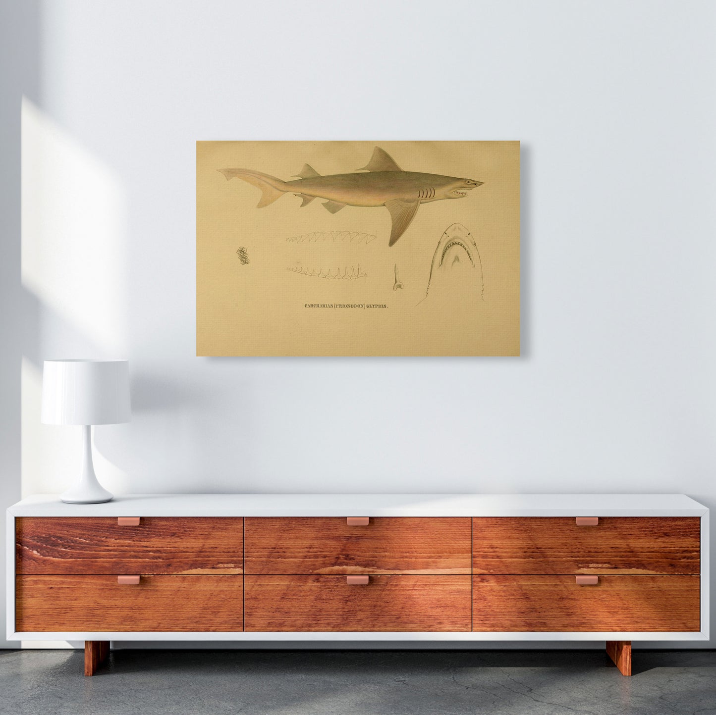 Shark Series 3 Art Print by Jason Stanley A1 Canvas