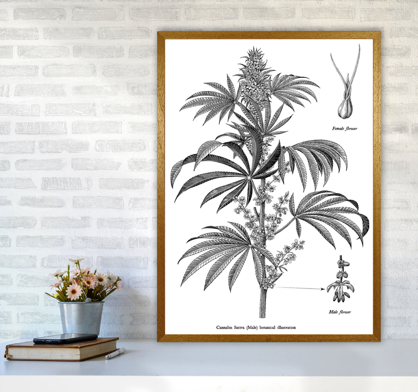 Cannabis Sativa Botanical Illustration Art Print by Jason Stanley A1 Print Only