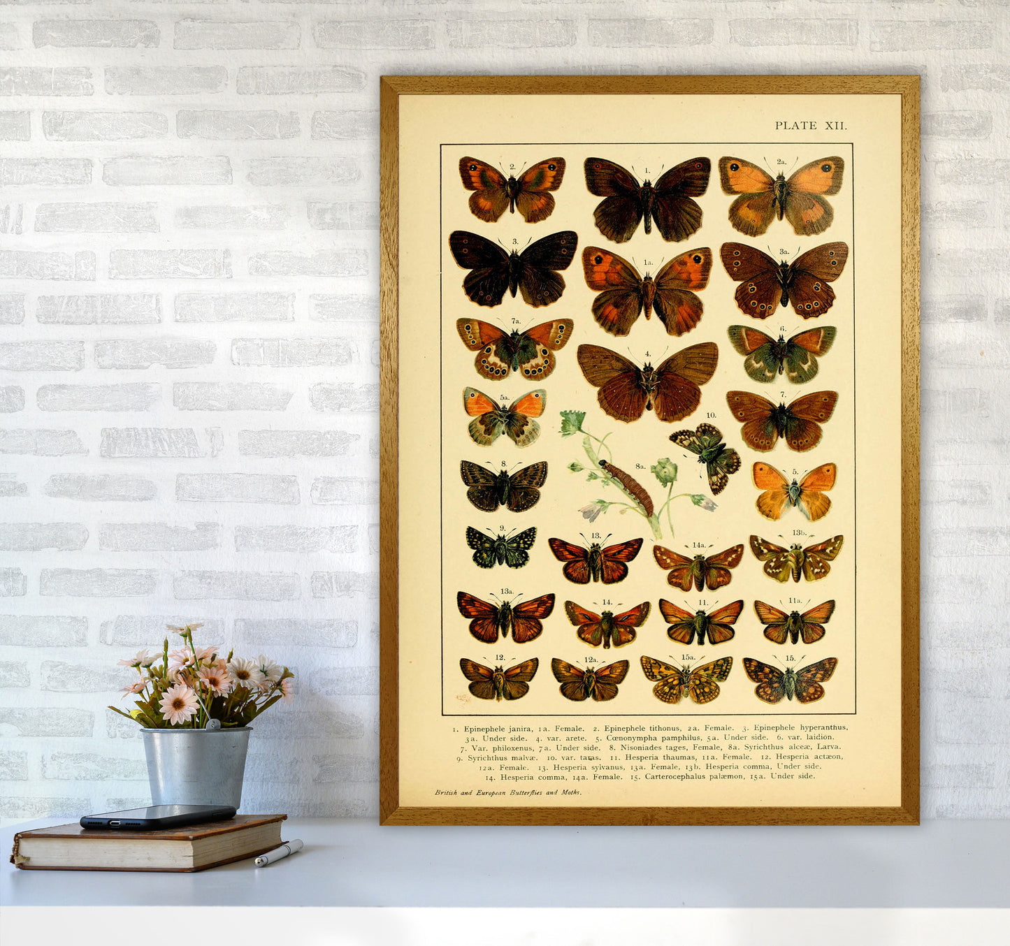 Vintage Butterfly Illustration #2 Art Print by Jason Stanley A1 Print Only
