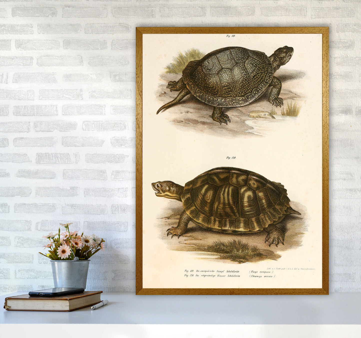 Vintage Turtle Illustration Art Print by Jason Stanley A1 Print Only