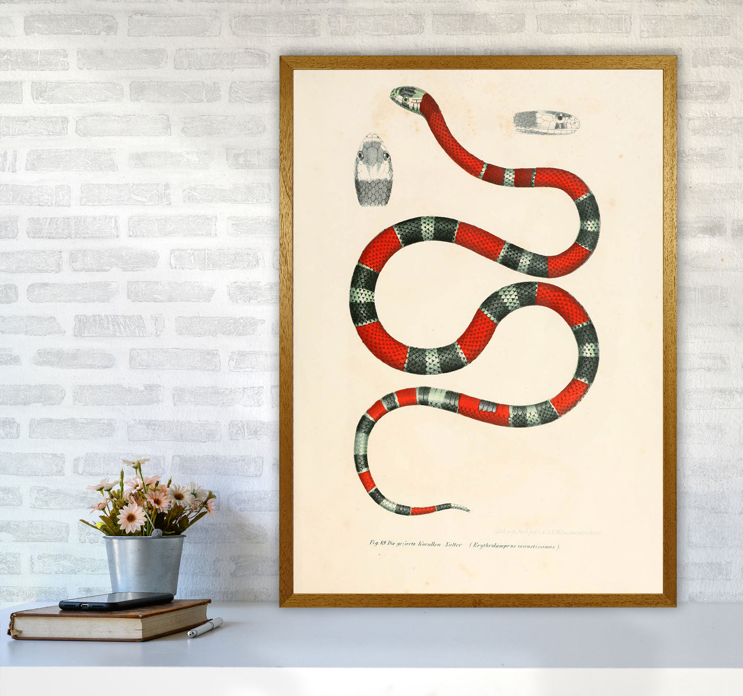 Vintage Snake Illustration 2 Art Print by Jason Stanley A1 Print Only