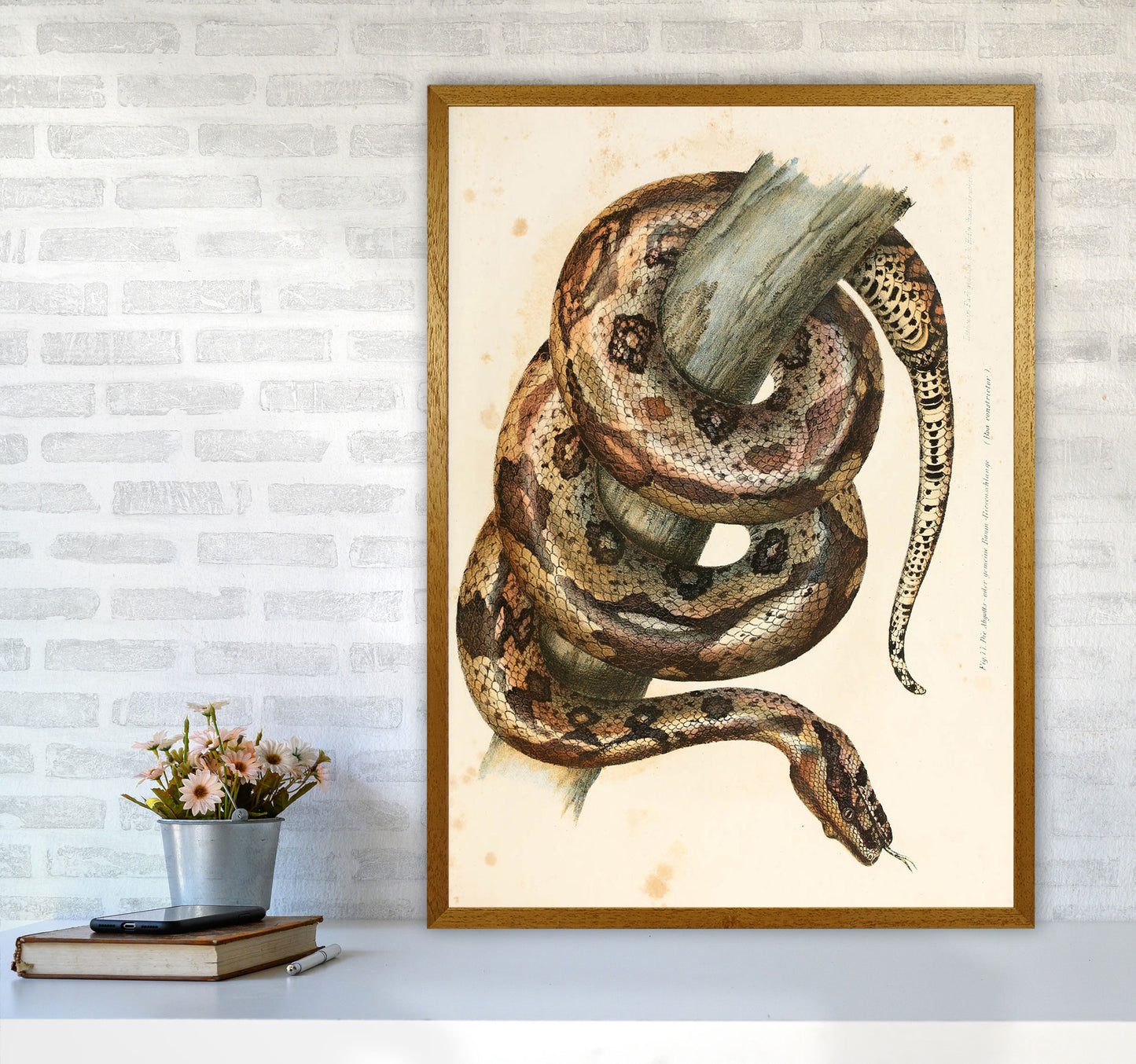 Vintage Snake Illustration Art Print by Jason Stanley A1 Print Only