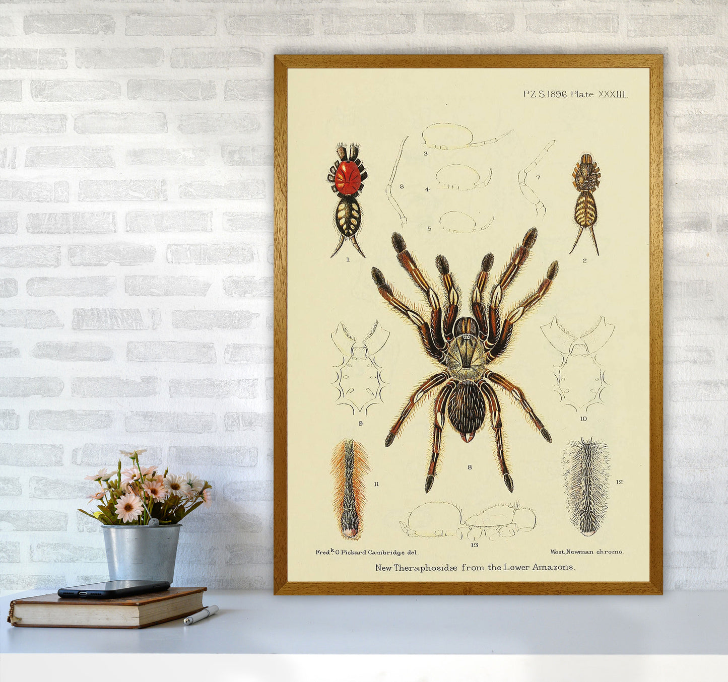 Vintage Tarantula Art Print by Jason Stanley A1 Print Only