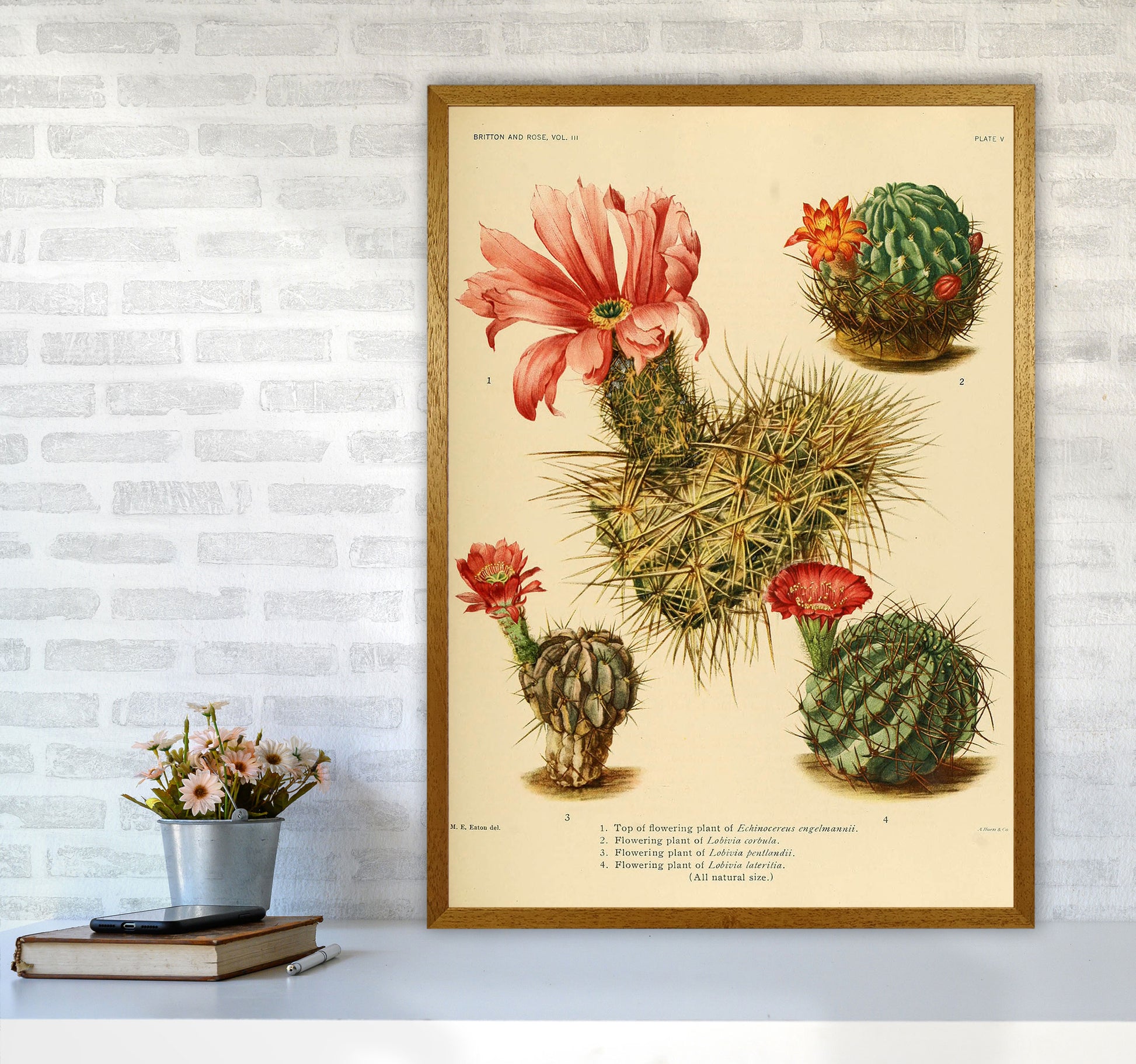 Cactus Series 4 Art Print by Jason Stanley A1 Print Only