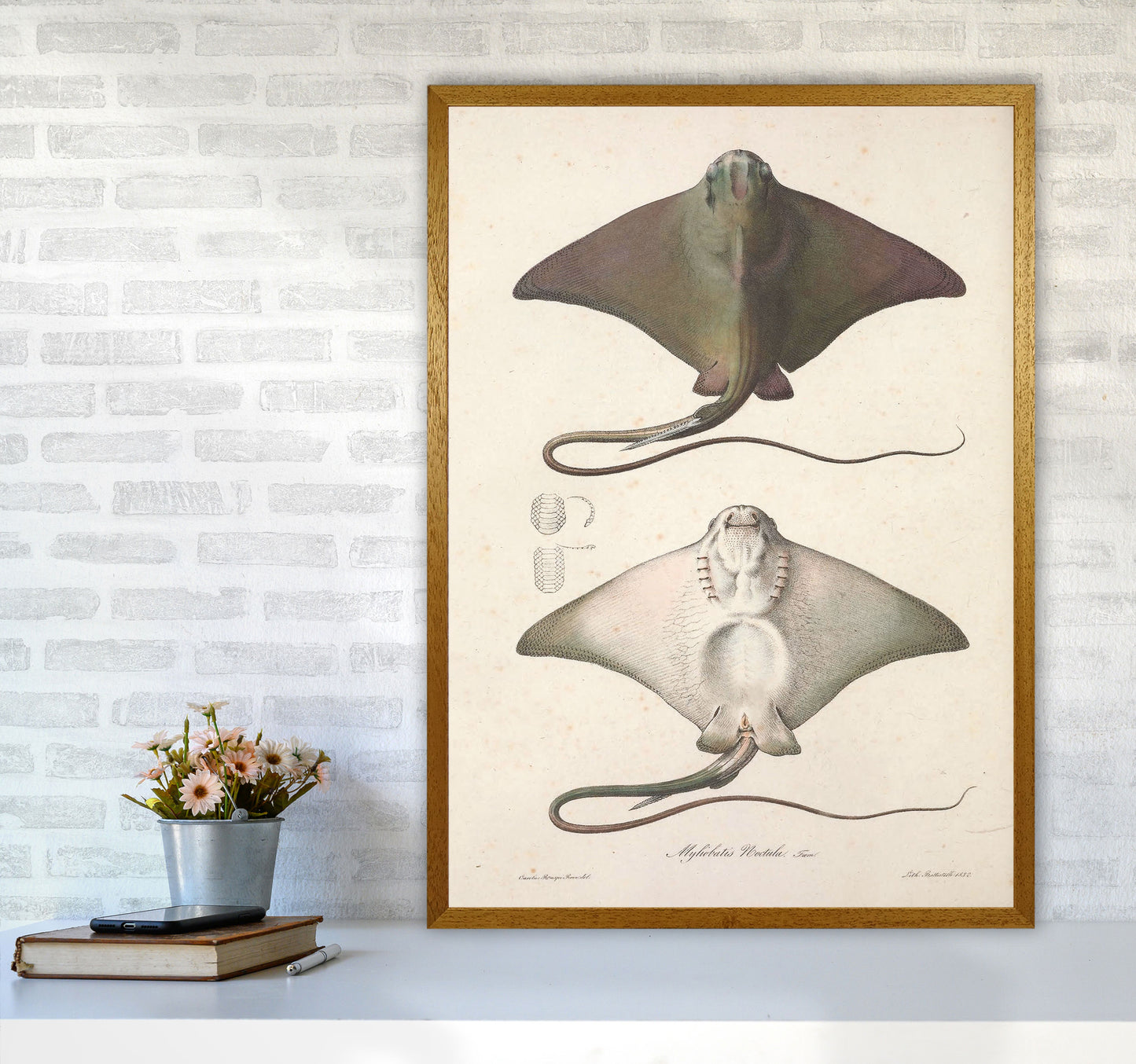 Vintage Stingray Art Print by Jason Stanley A1 Print Only