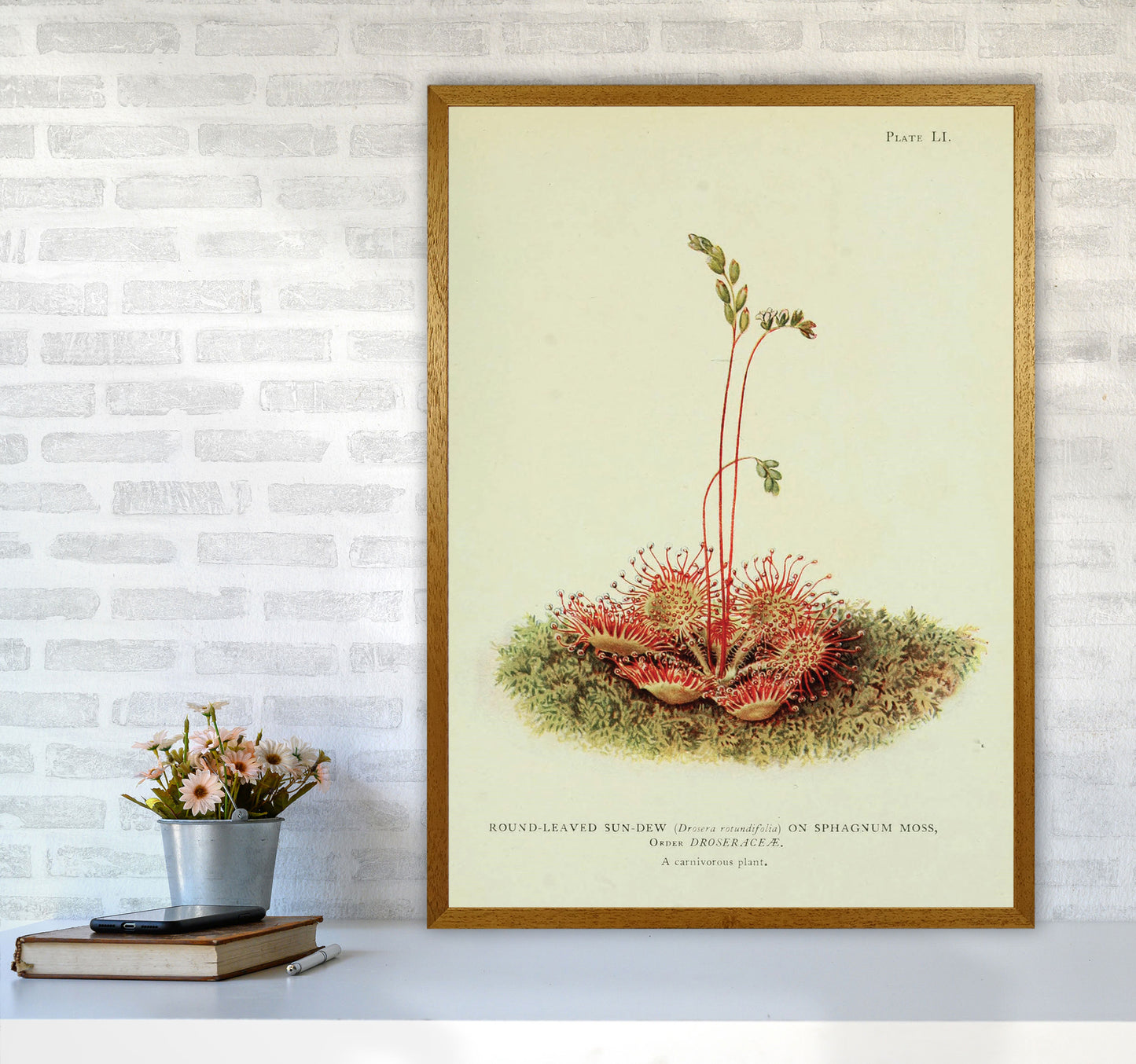 Venus Fly Trap Art Print by Jason Stanley A1 Print Only