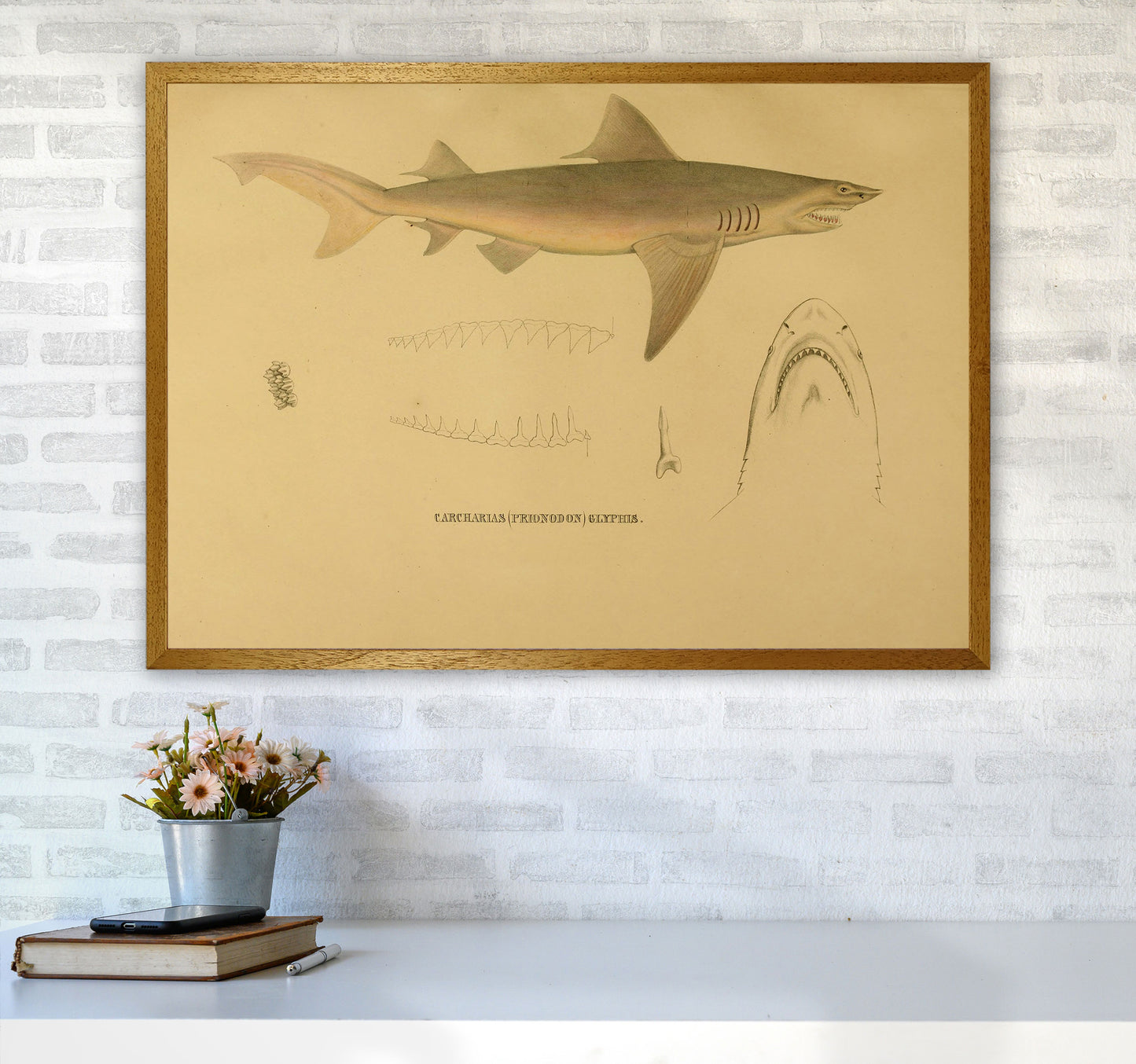 Shark Series 3 Art Print by Jason Stanley A1 Print Only