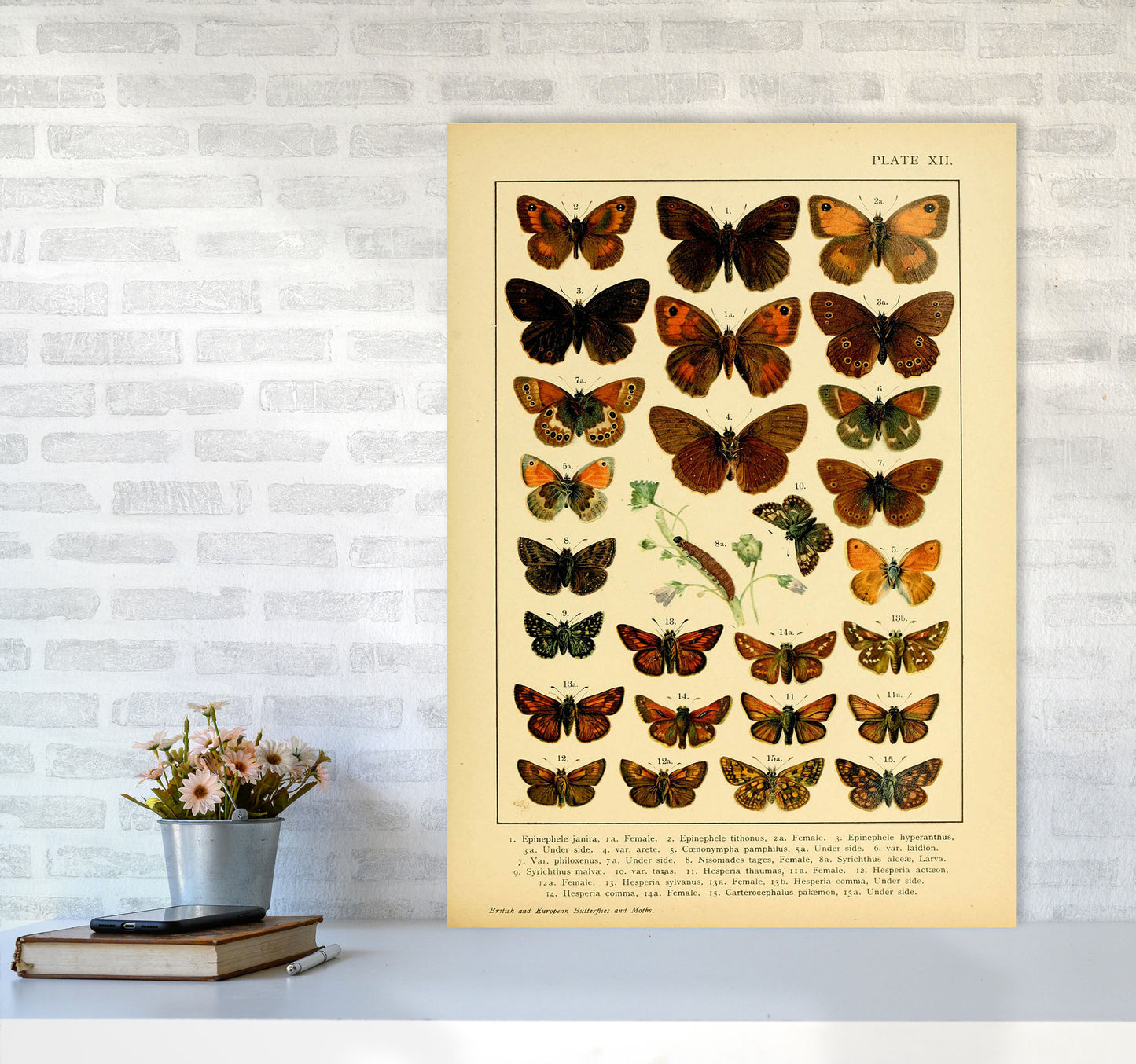 Vintage Butterfly Illustration #2 Art Print by Jason Stanley A1 Black Frame