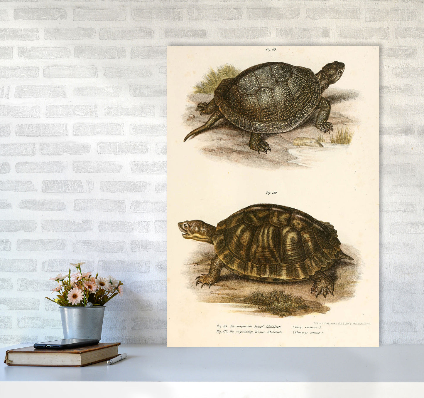 Vintage Turtle Illustration Art Print by Jason Stanley A1 Black Frame