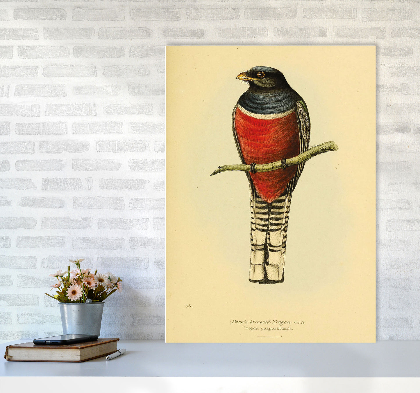 Purple Breasted Trogon Copy Art Print by Jason Stanley A1 Black Frame