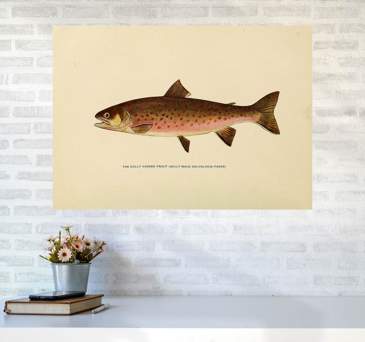 Dolly Varden Trout Illustration Art Print by Jason Stanley A1 Black Frame