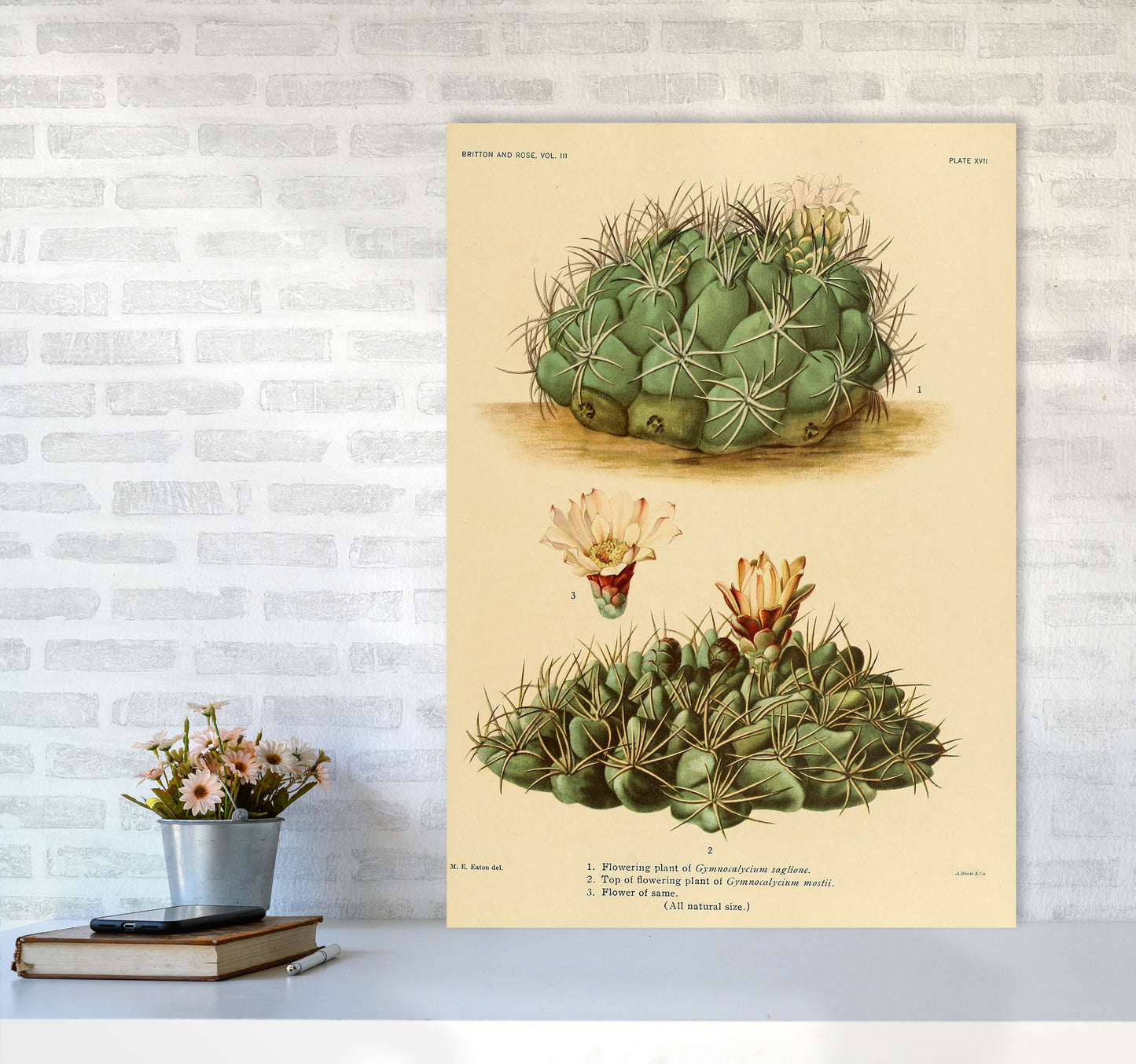 Cactus Series 12 Art Print by Jason Stanley A1 Black Frame
