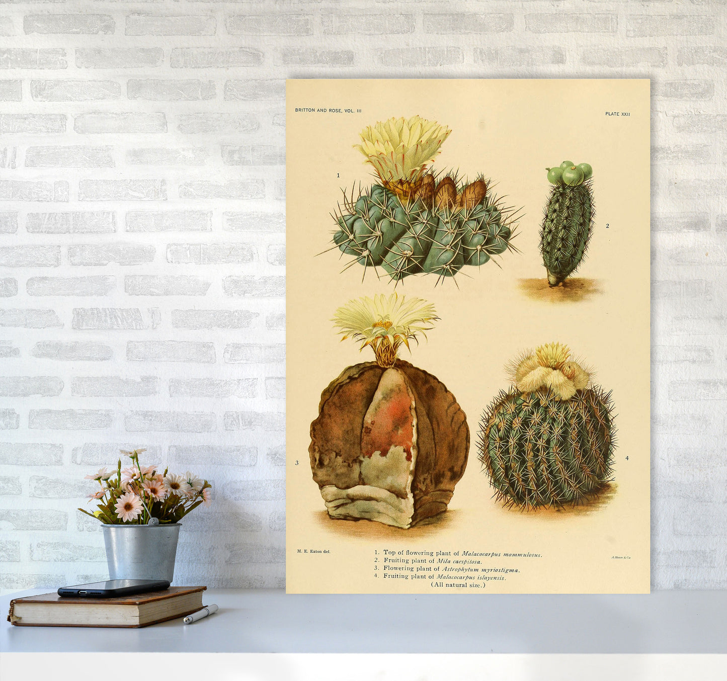 Cactus Series 16 Art Print by Jason Stanley A1 Black Frame