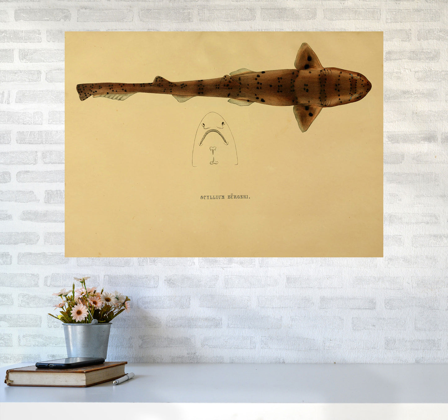 Shark Series 2 Art Print by Jason Stanley A1 Black Frame