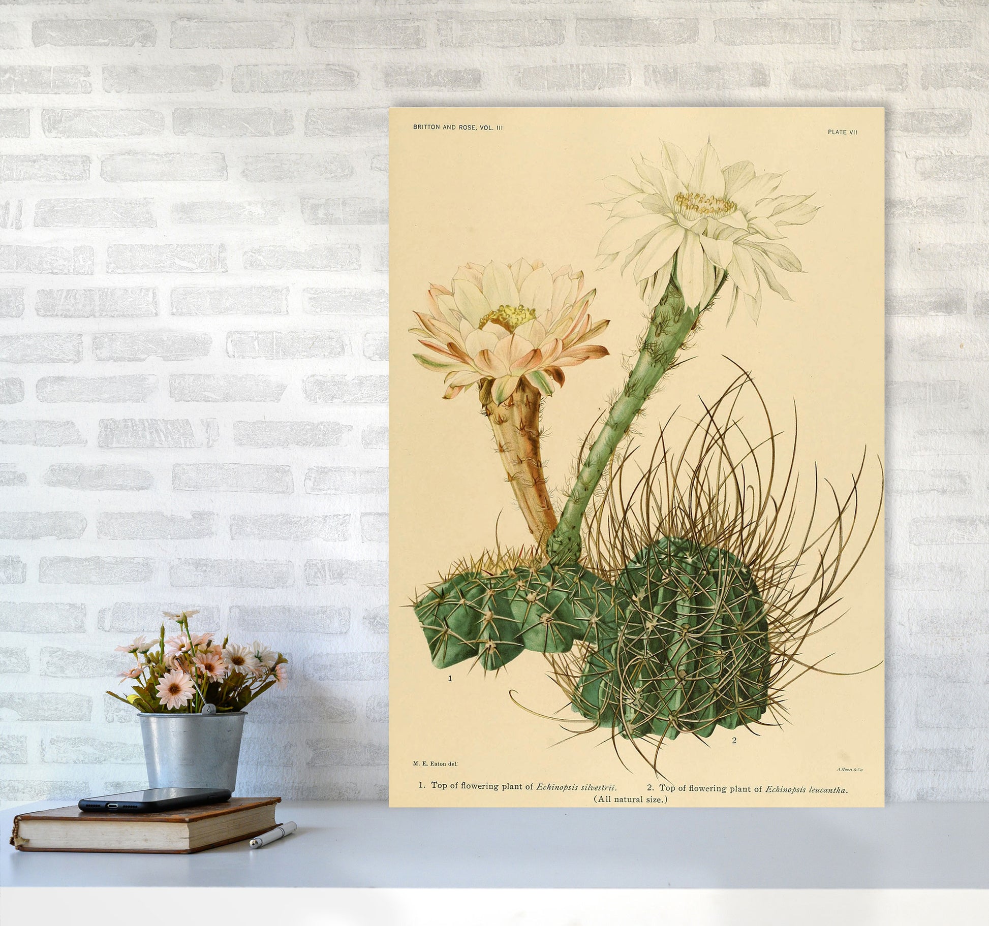Cactus Series 6 Art Print by Jason Stanley A1 Black Frame