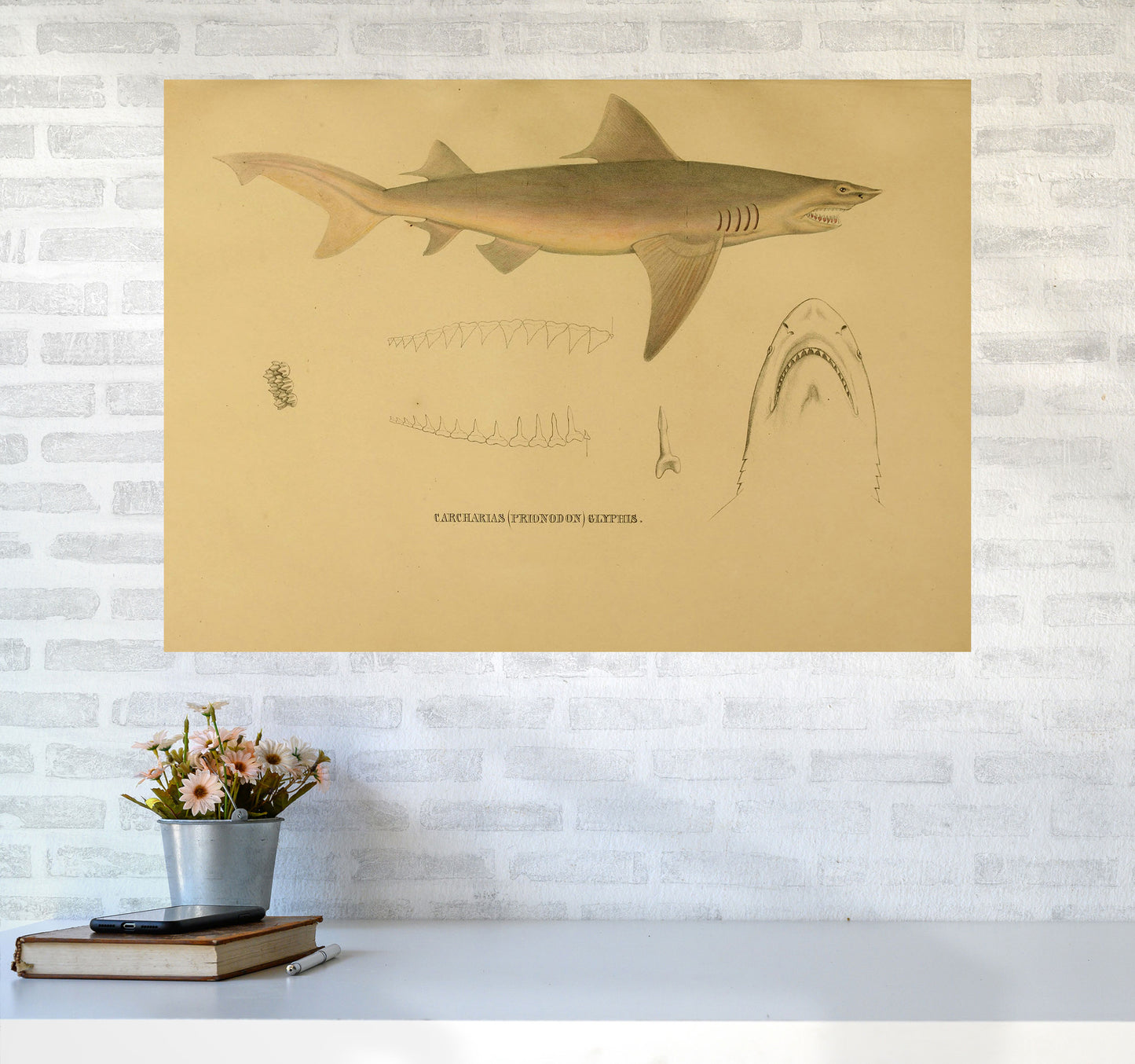 Shark Series 3 Art Print by Jason Stanley A1 Black Frame