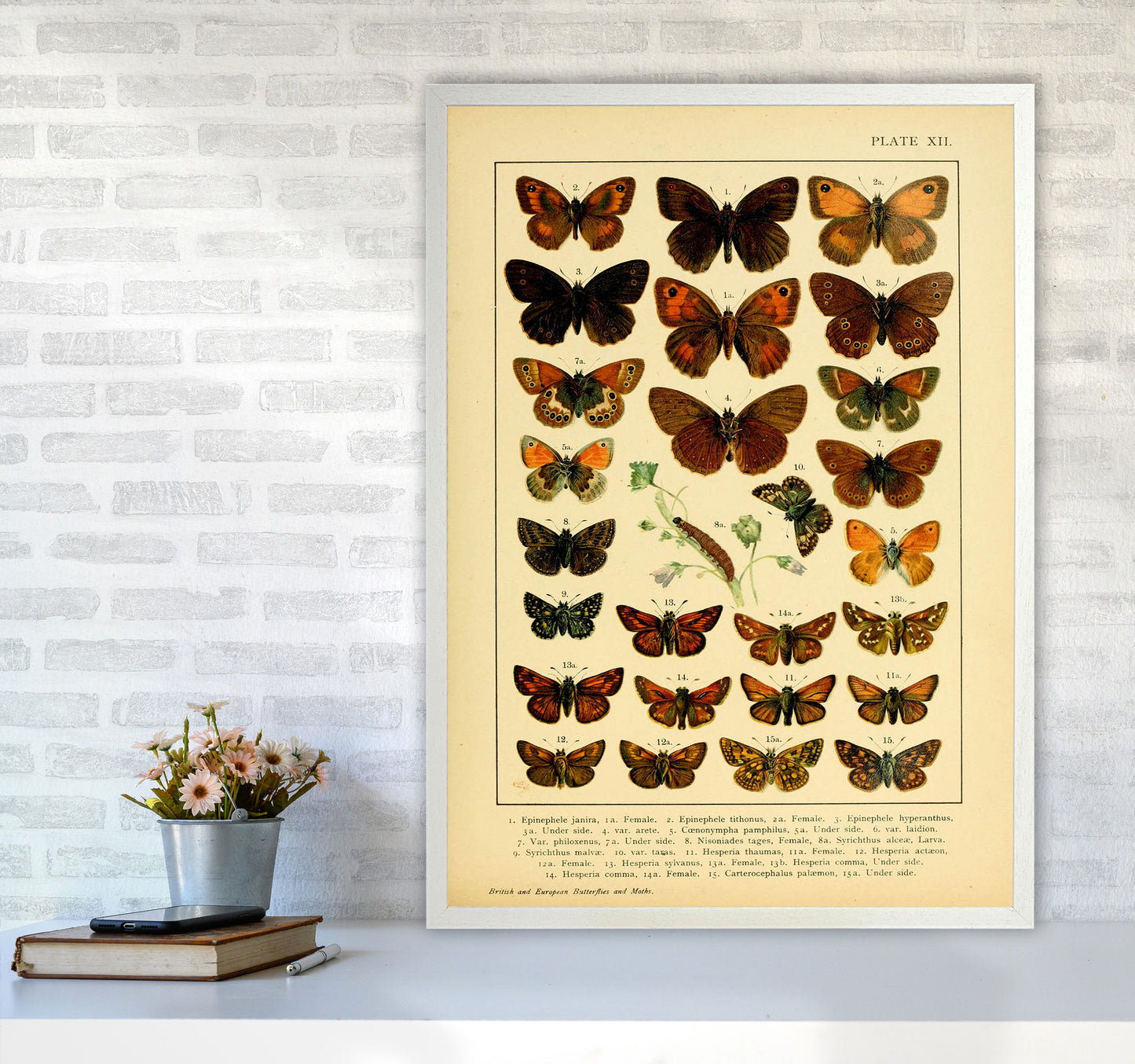 Vintage Butterfly Illustration #2 Art Print by Jason Stanley A1 Oak Frame