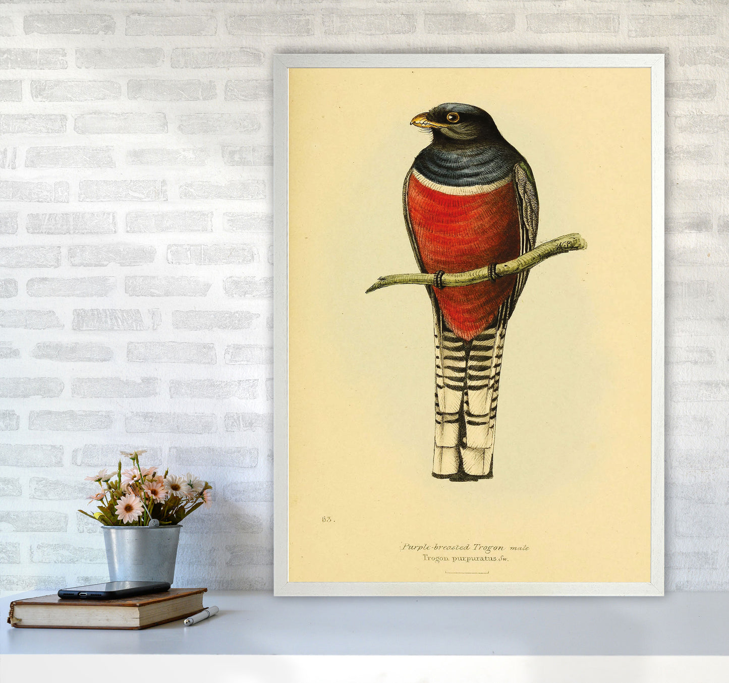 Purple Breasted Trogon Copy Art Print by Jason Stanley A1 Oak Frame