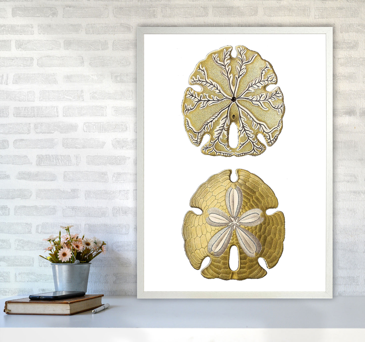 Sand Dollar Illustration Art Print by Jason Stanley A1 Oak Frame
